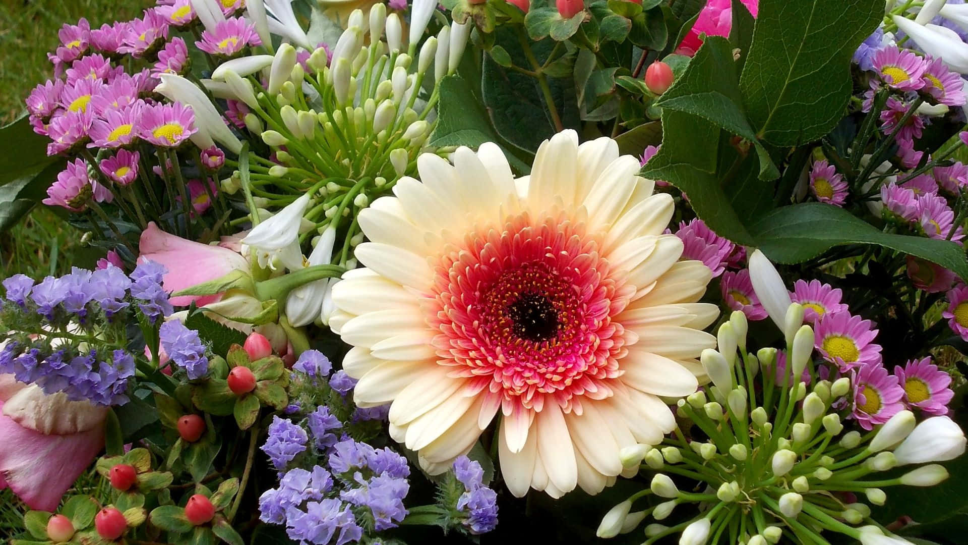 gerbera daisies, pink chrysanthemums, purple flowers, Full HD Desktop Wallpaper