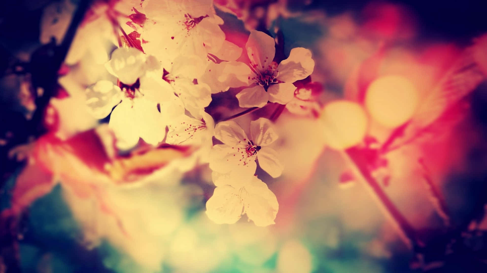 soft white cherry blossoms, pink teal and gold bokeh lights, dreamy blurred background, Full HD Desktop Wallpaper