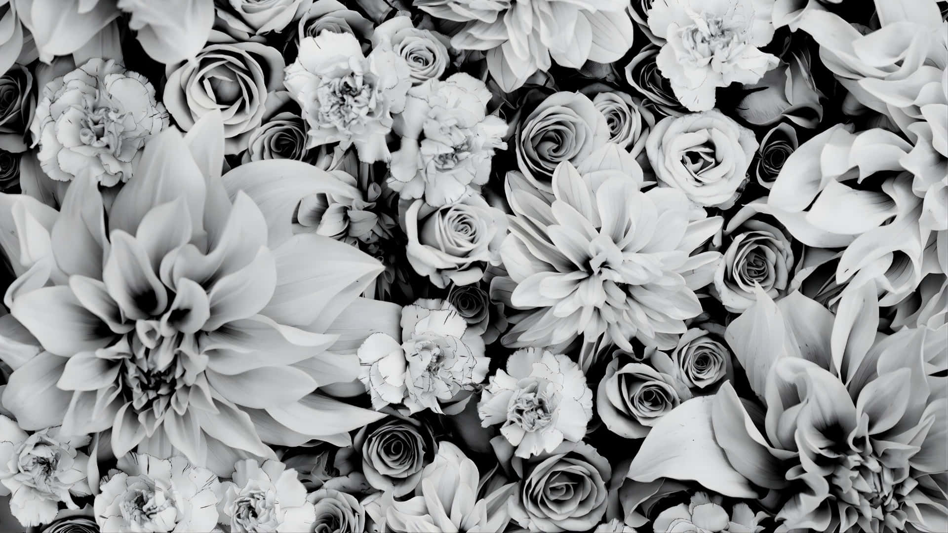 black and white floral elegance, roses, dahlias, Full HD Desktop Wallpaper