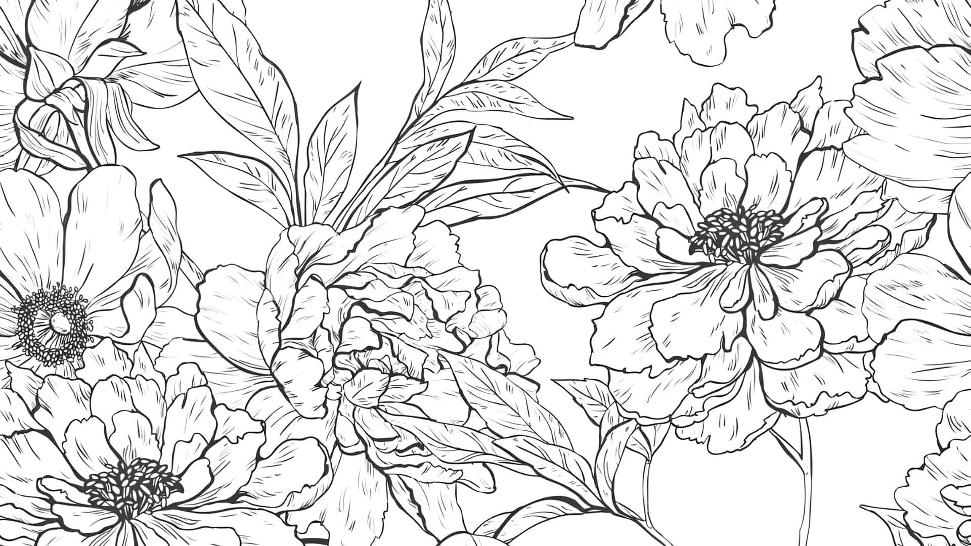 black and white line drawing, blooming peonies, anemones, Full HD Desktop Wallpaper