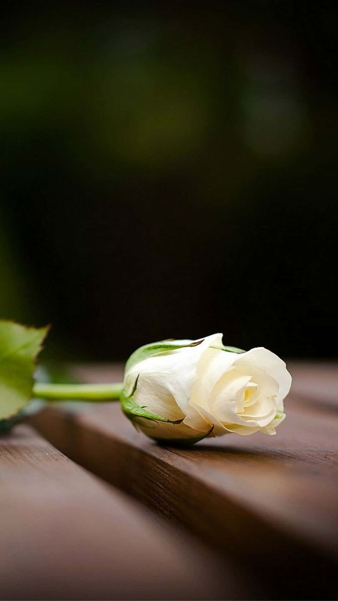 iPhone, white rosebud, weathered wooden surface, Full HD Phone Wallpaper