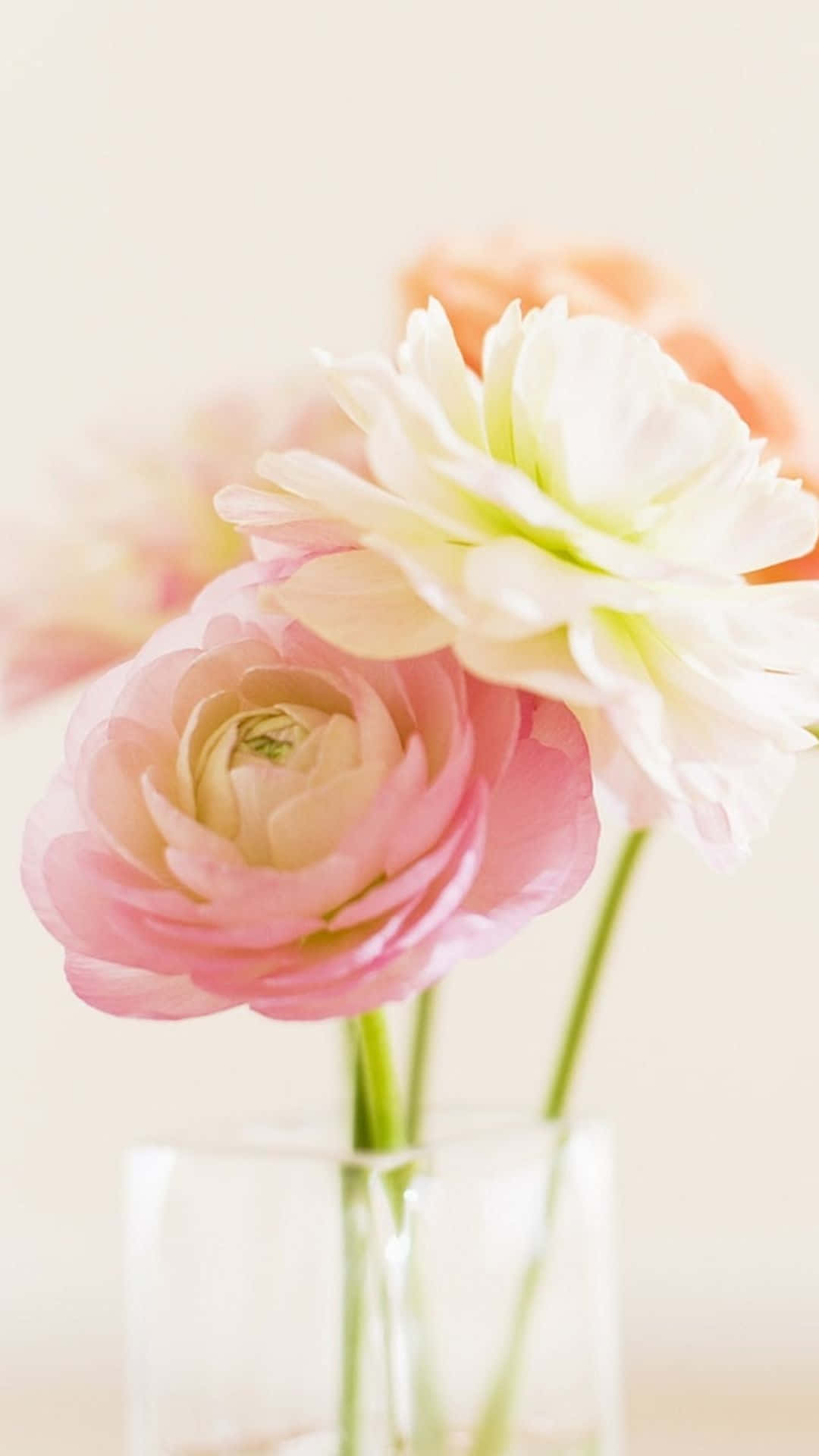 iPhone, soft pink, white ranunculus, Full HD Phone Wallpaper