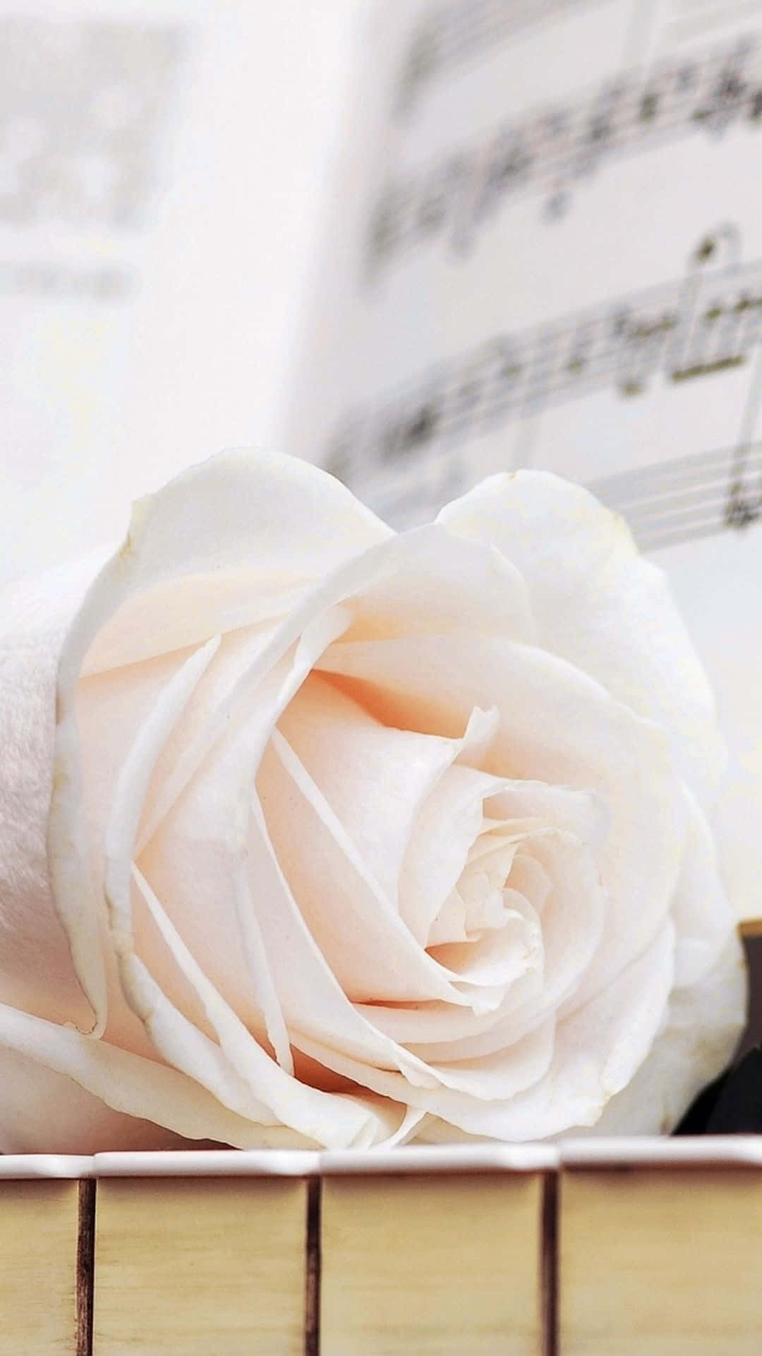 Elegant iPhone, white rose, music book, Full HD Phone Wallpaper