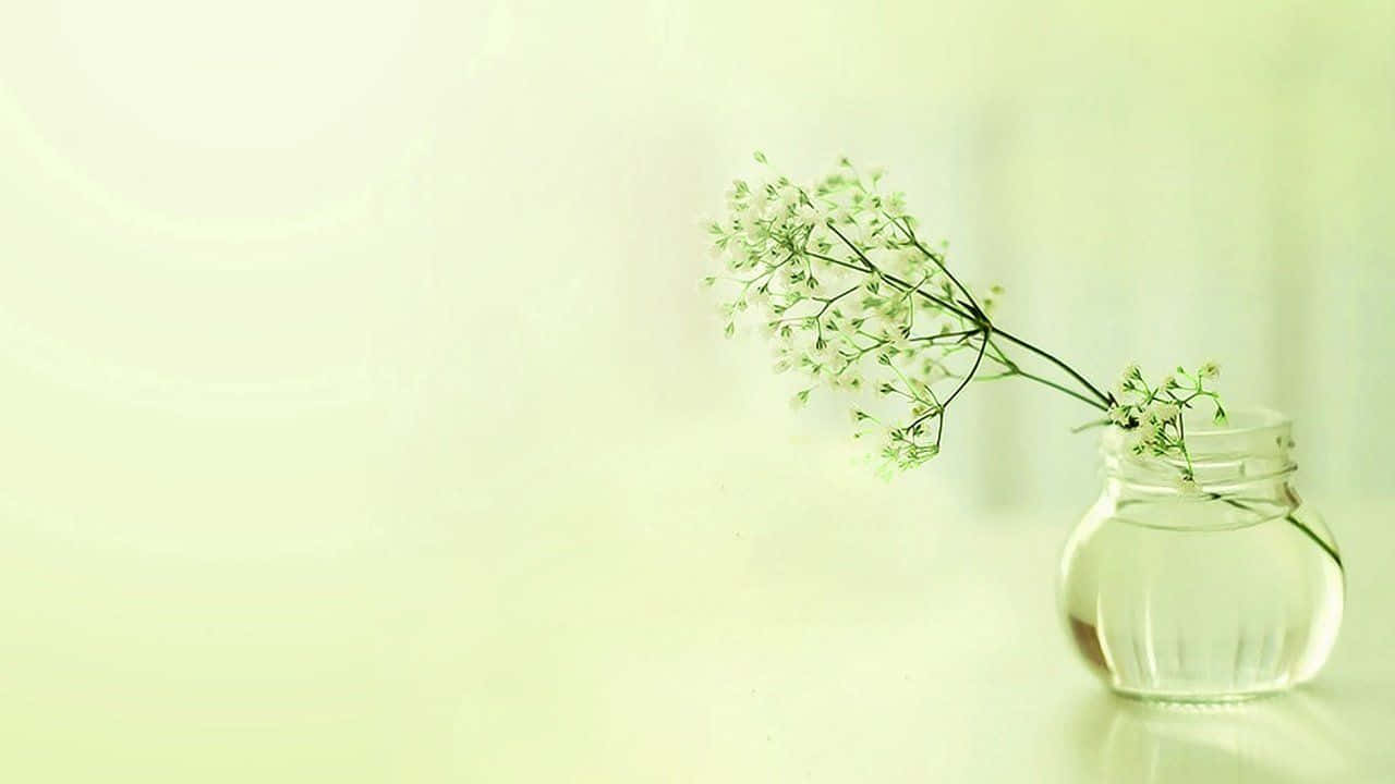 Elegant, white flowers, clear glass jar, HD Desktop Wallpaper