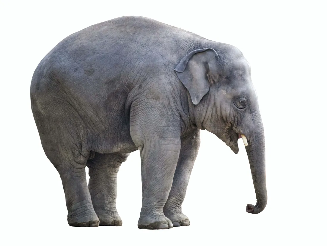 Elephant HD