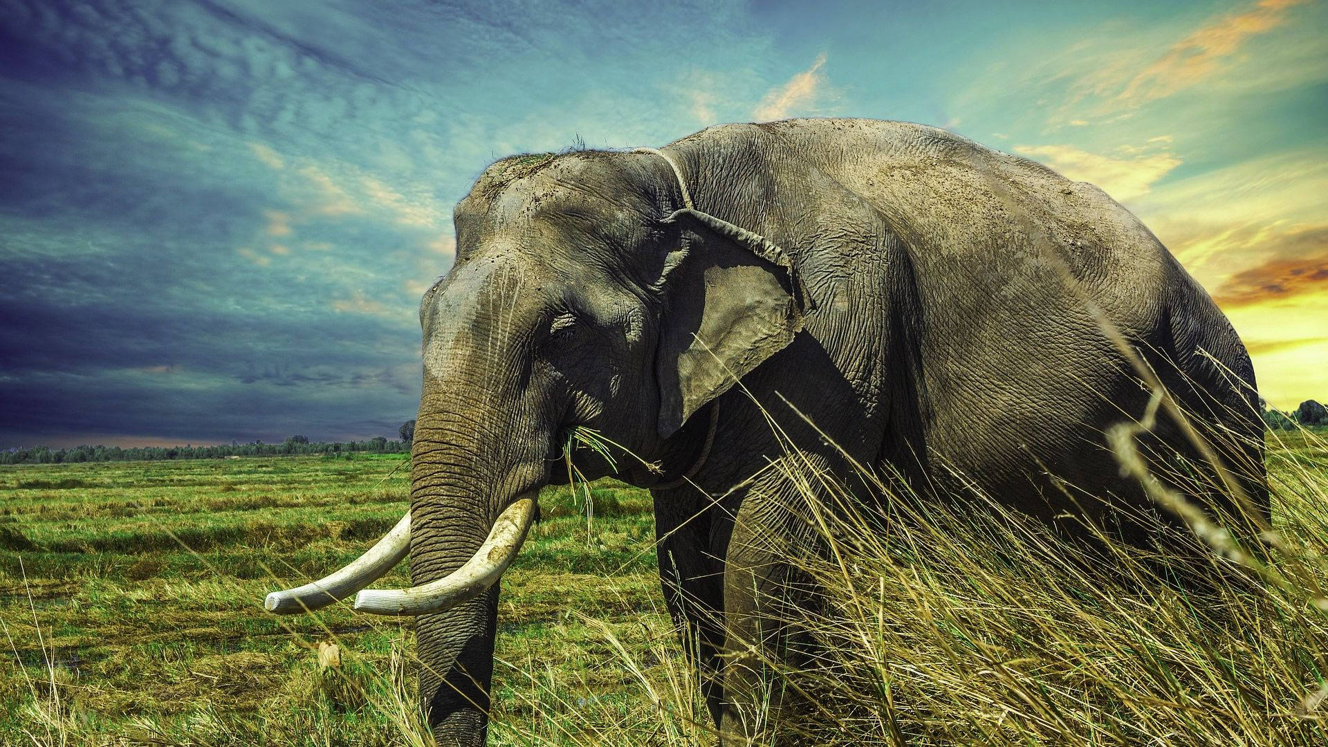 Elephant HD, muscular bull elephant, curved tusks, Full HD Desktop Wallpaper
