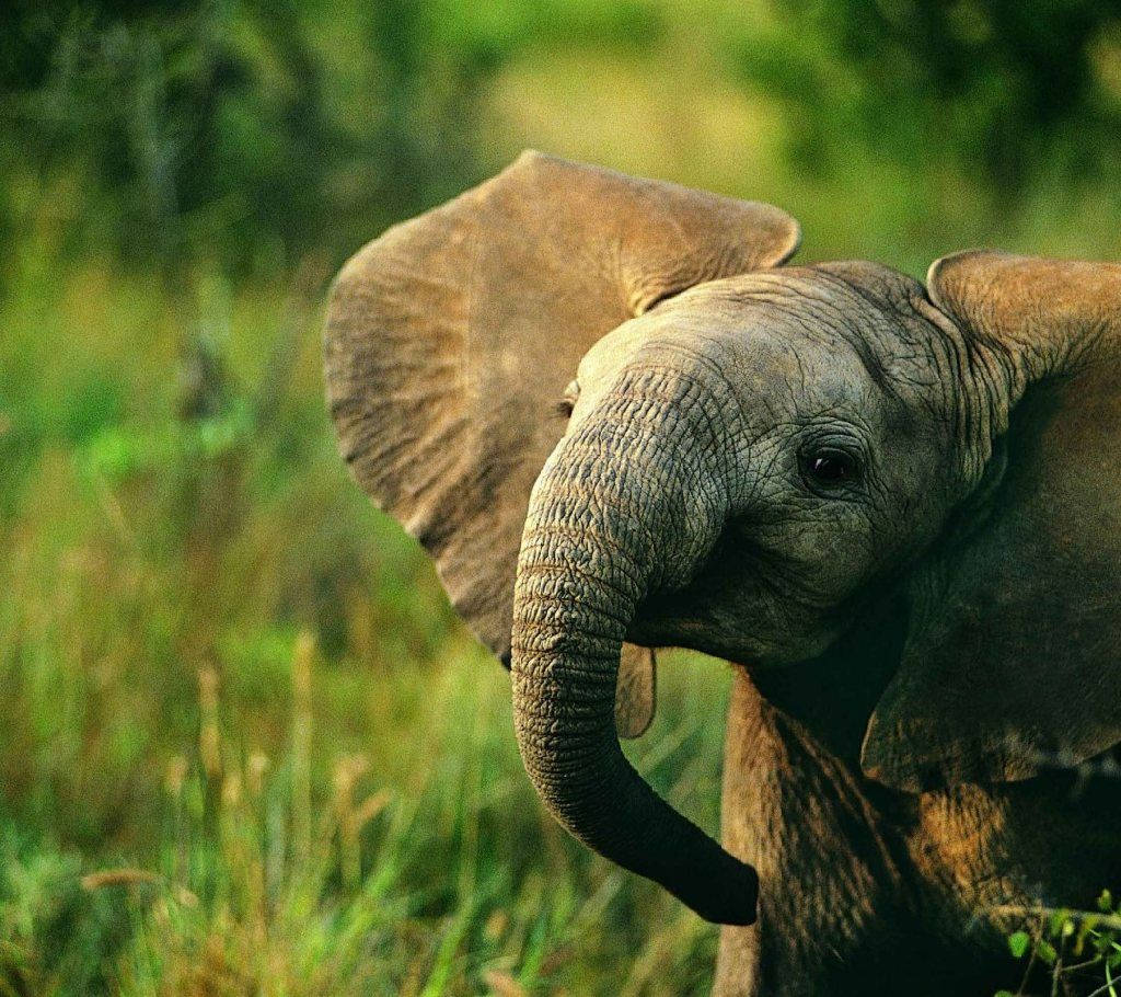 Elephant HD, young elephant, large ears, SD Desktop Wallpaper
