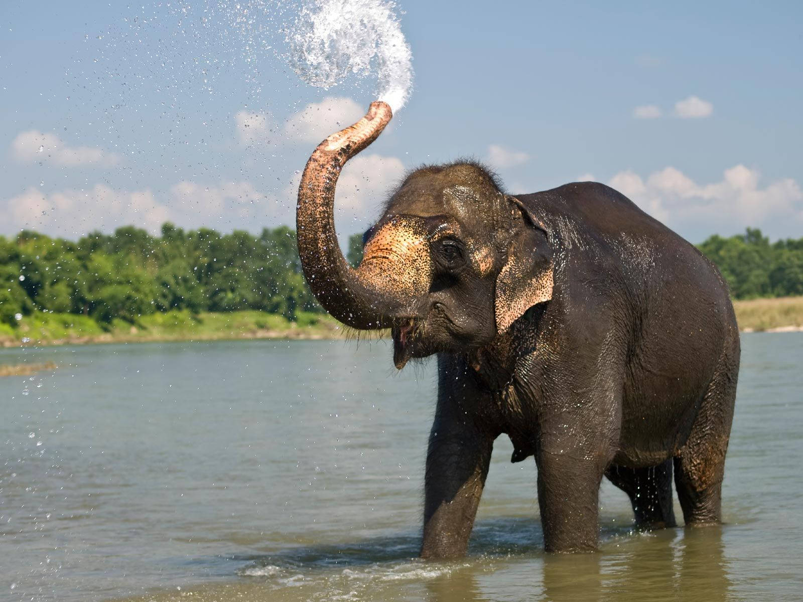 Elephant HD, elephant, shallow water, HD Desktop Wallpaper
