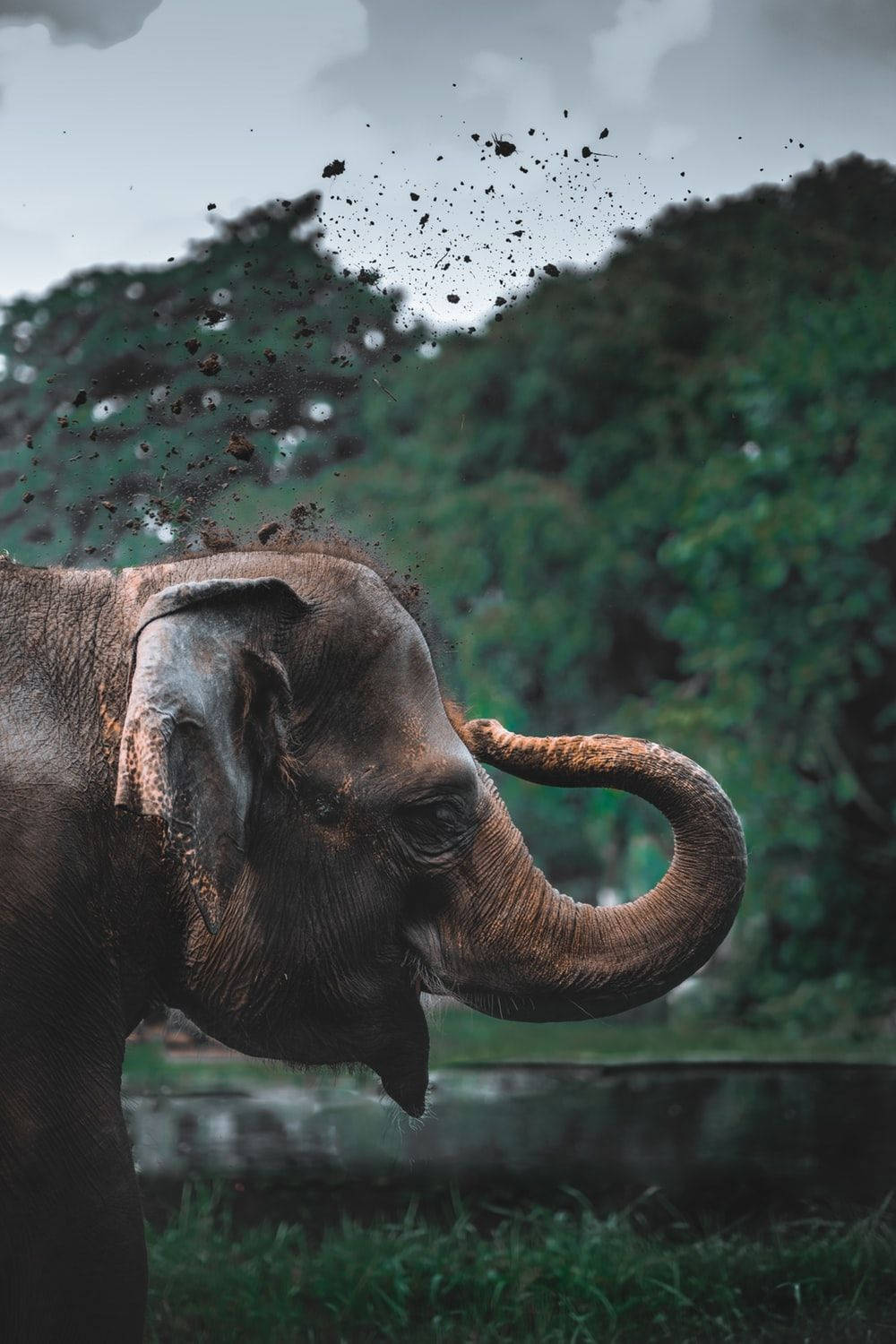 Elephant HD, side view, mud, HD Phone Wallpaper