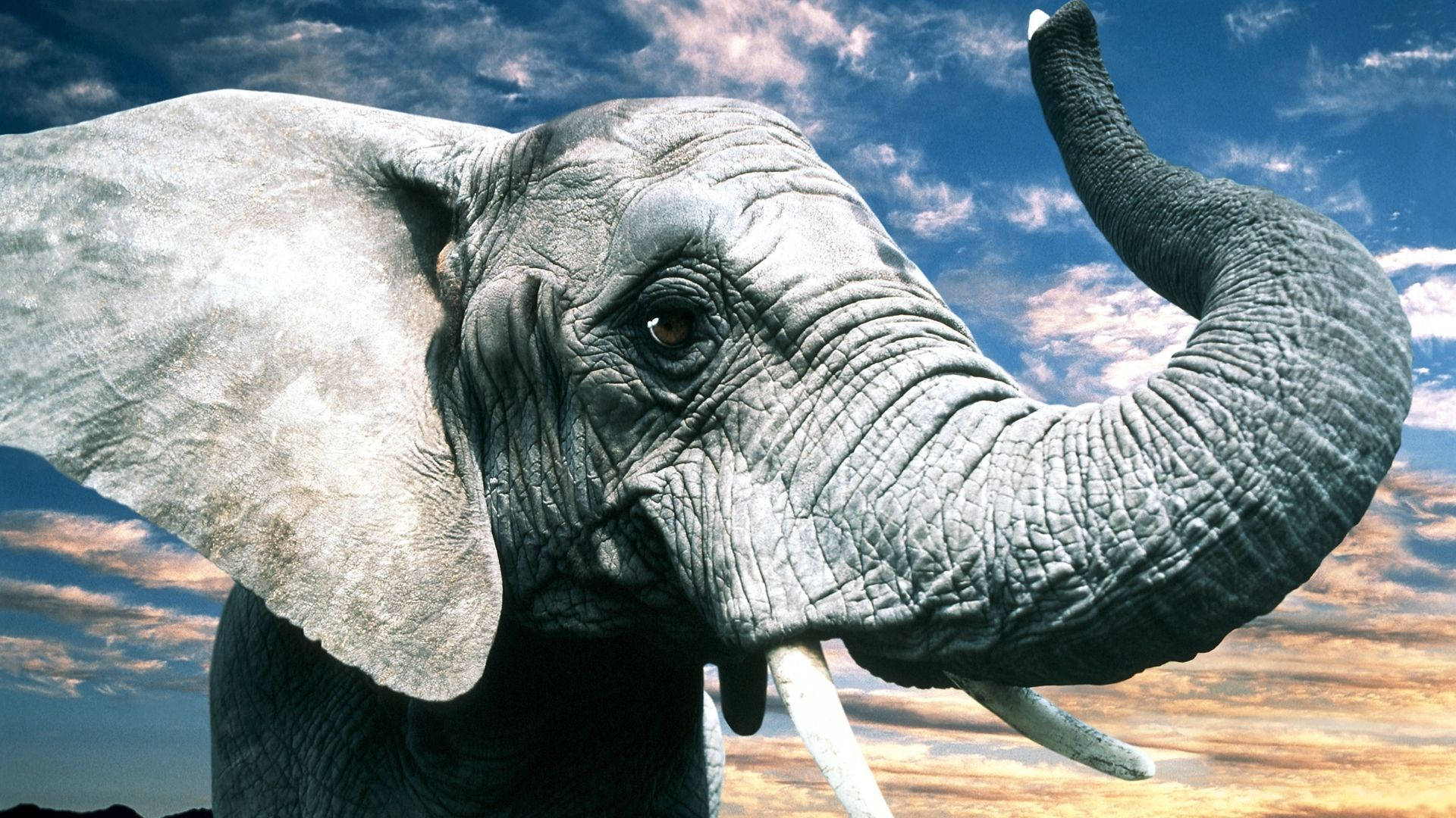 Elephant HD, majestic elephant, wrinkled gray skin, Full HD Desktop Wallpaper