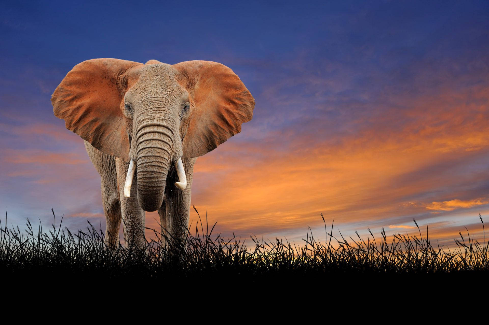 elephant, sunset, orange, Full HD Desktop Wallpaper