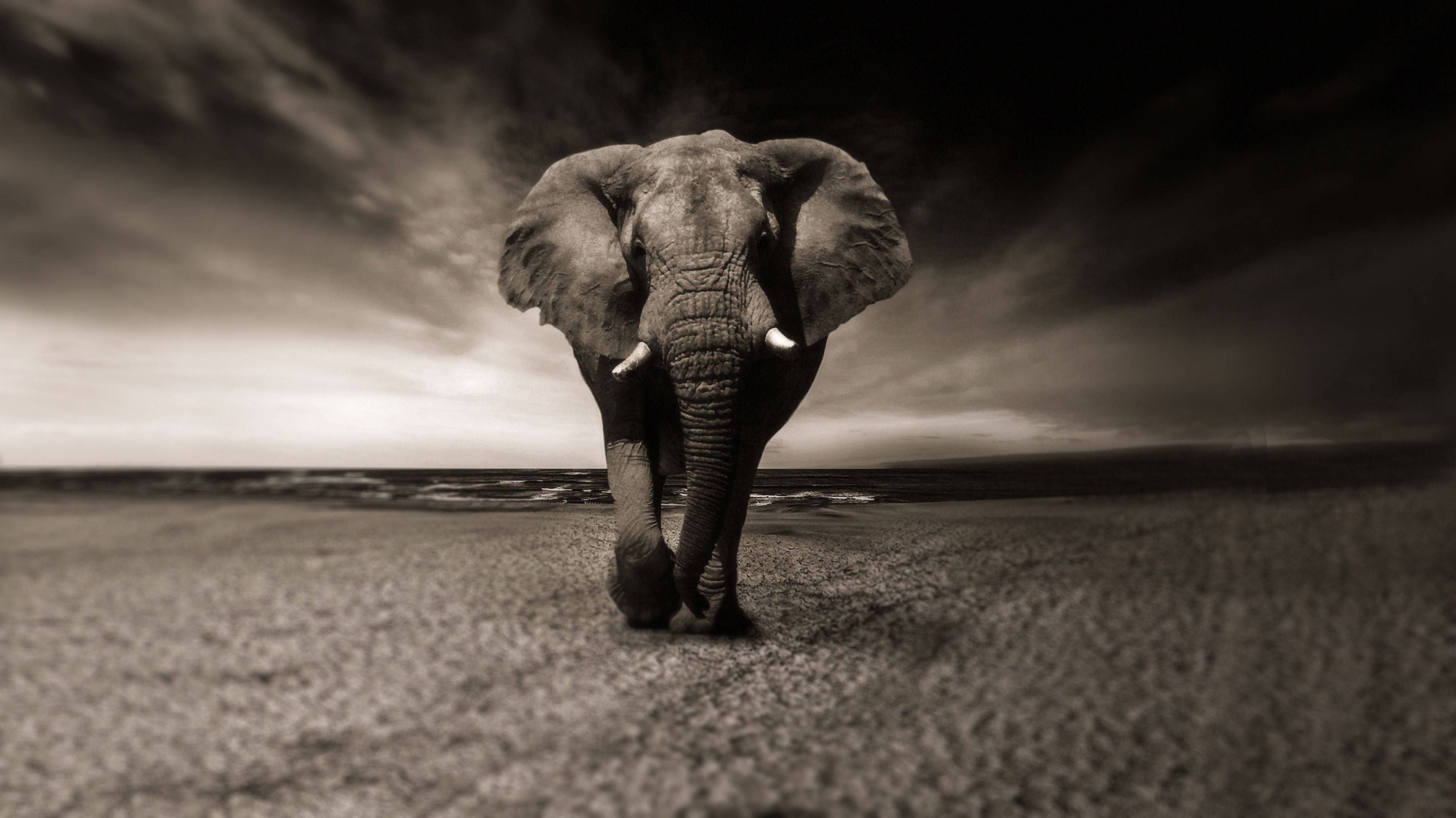 elephant, vast beach, dramatic monochrome sky, 4K Desktop Wallpaper