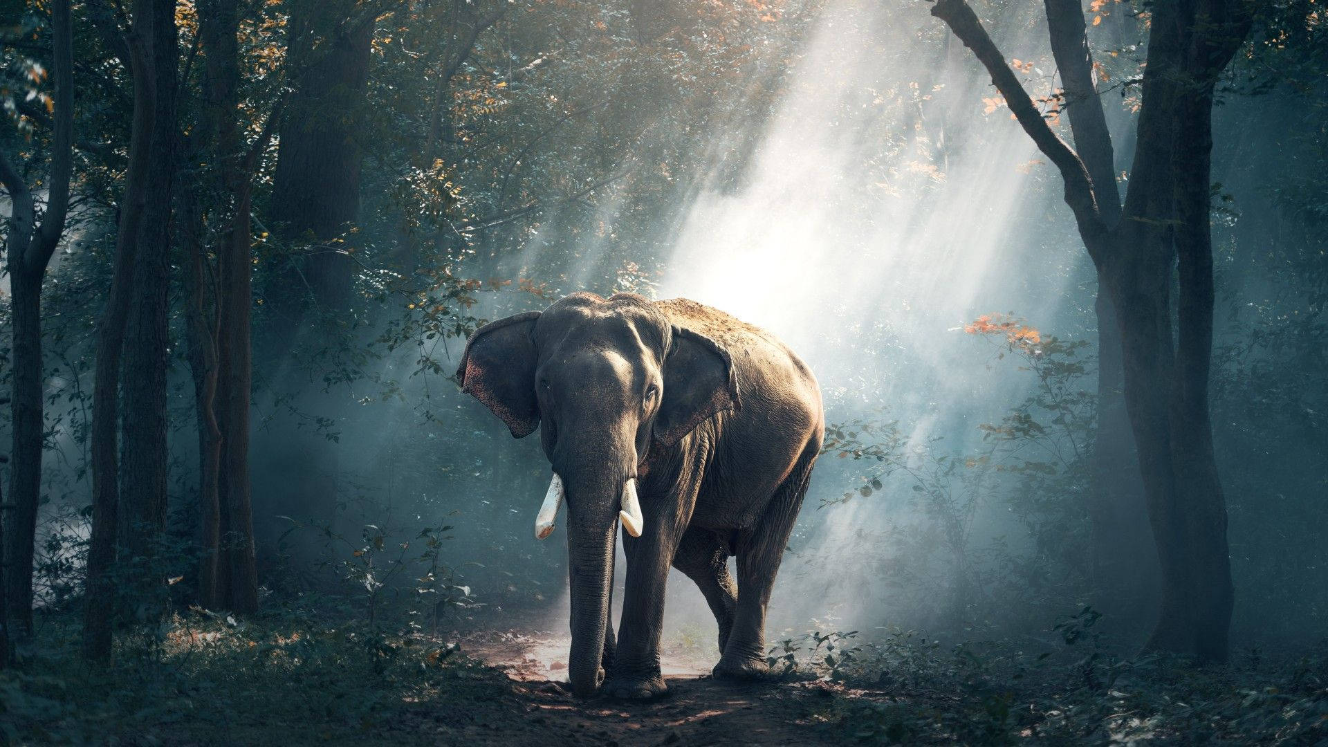 Elephant HD, misty forest, golden sunlight, Full HD Desktop Wallpaper