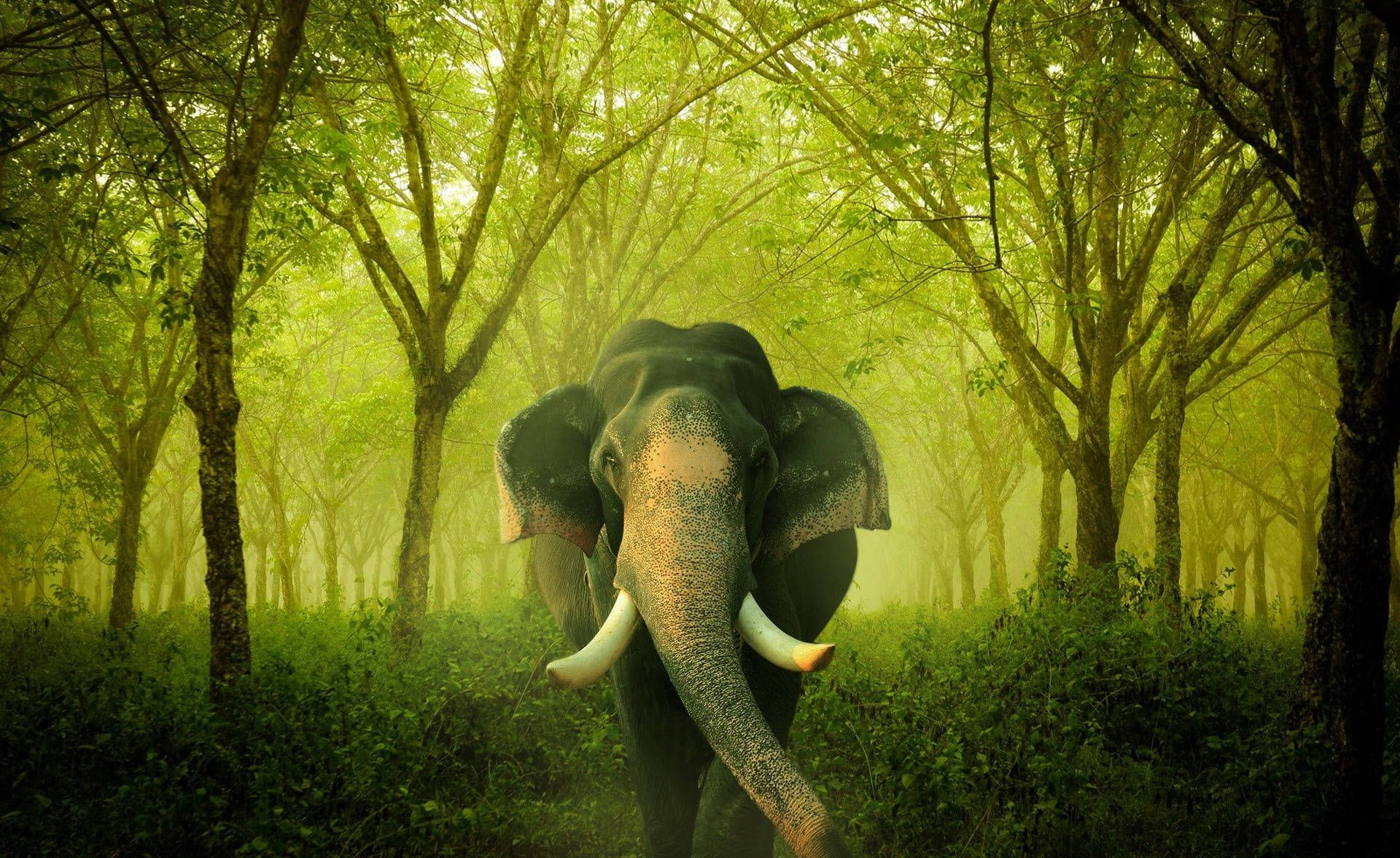 Elephant HD, majestic elephant, misty green forest, Full HD Desktop Wallpaper