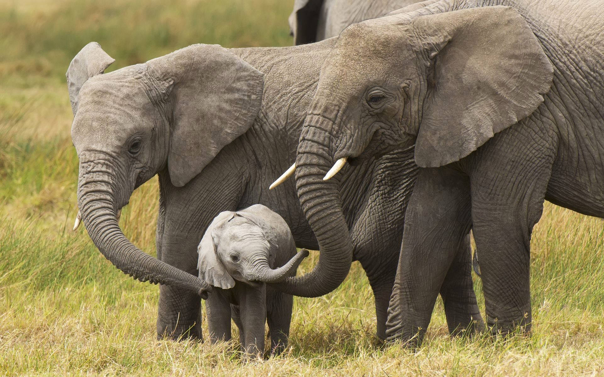Elephant HD, grasslands, sunlit, Full HD Desktop Wallpaper