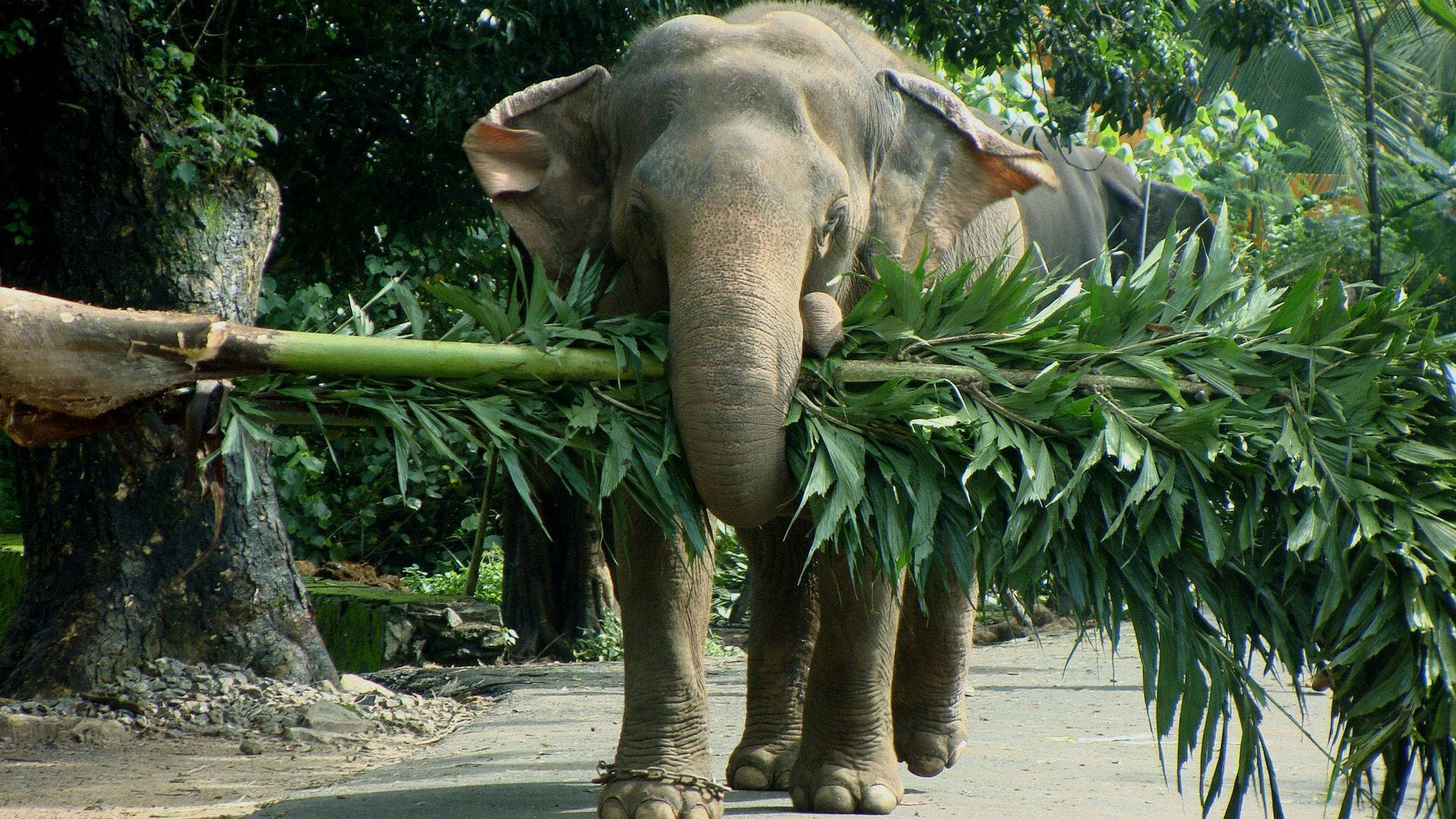 elephant, green leafy branch, lush forest path, Full HD Desktop Wallpaper