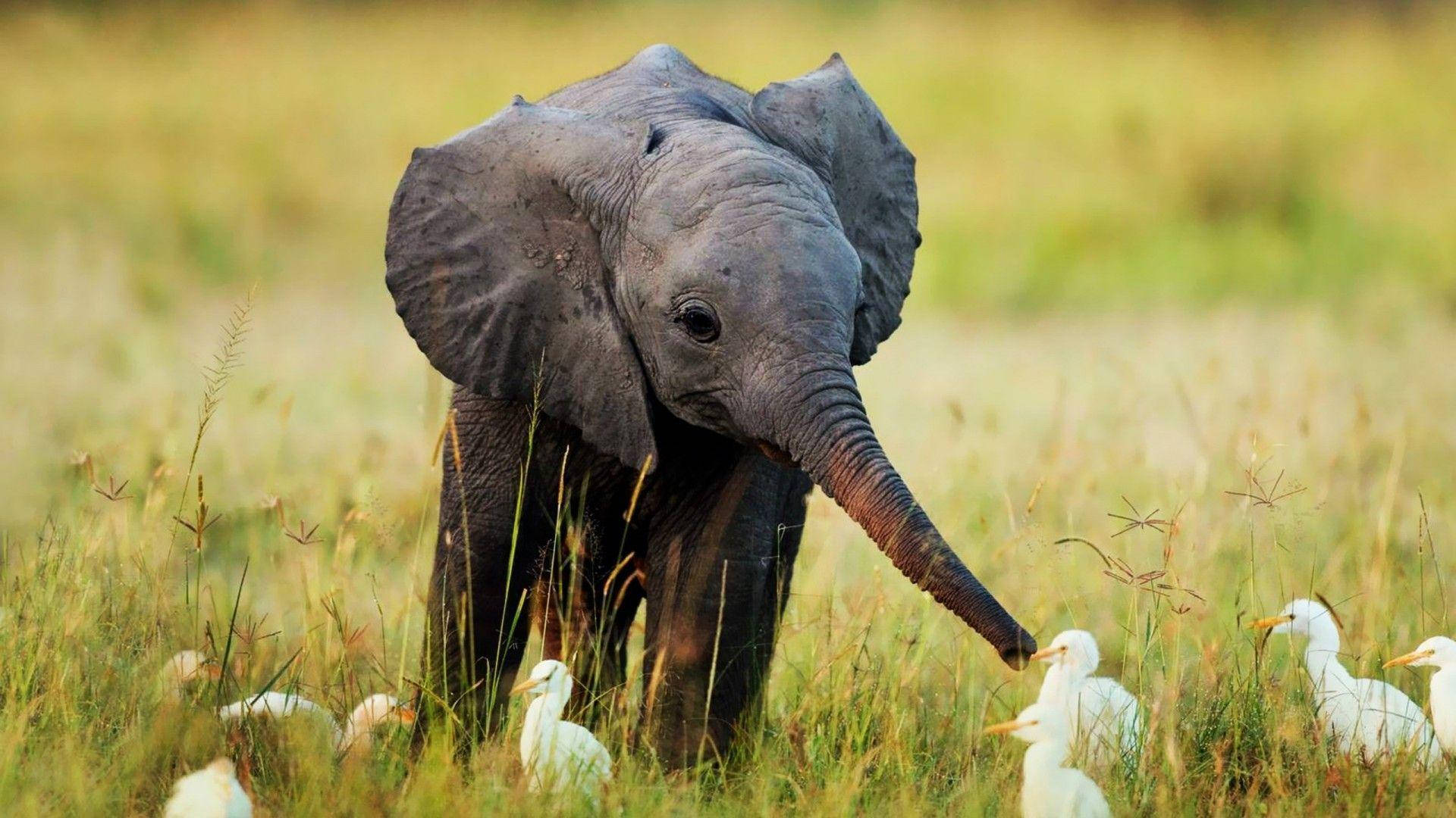 Elephant HD, young elephant, tall golden grass, Full HD Desktop Wallpaper