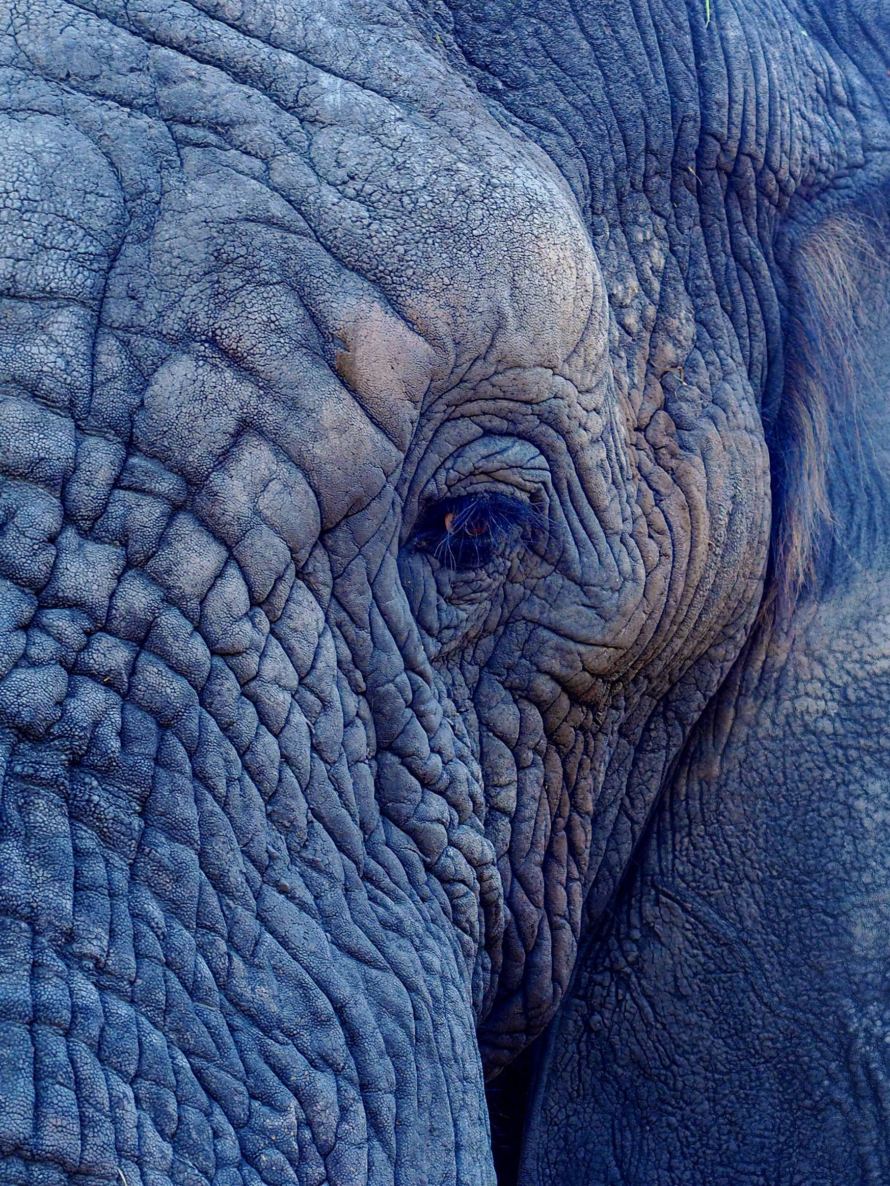 elephant, dark blue, wrinkled gray face, Full HD Phone Wallpaper
