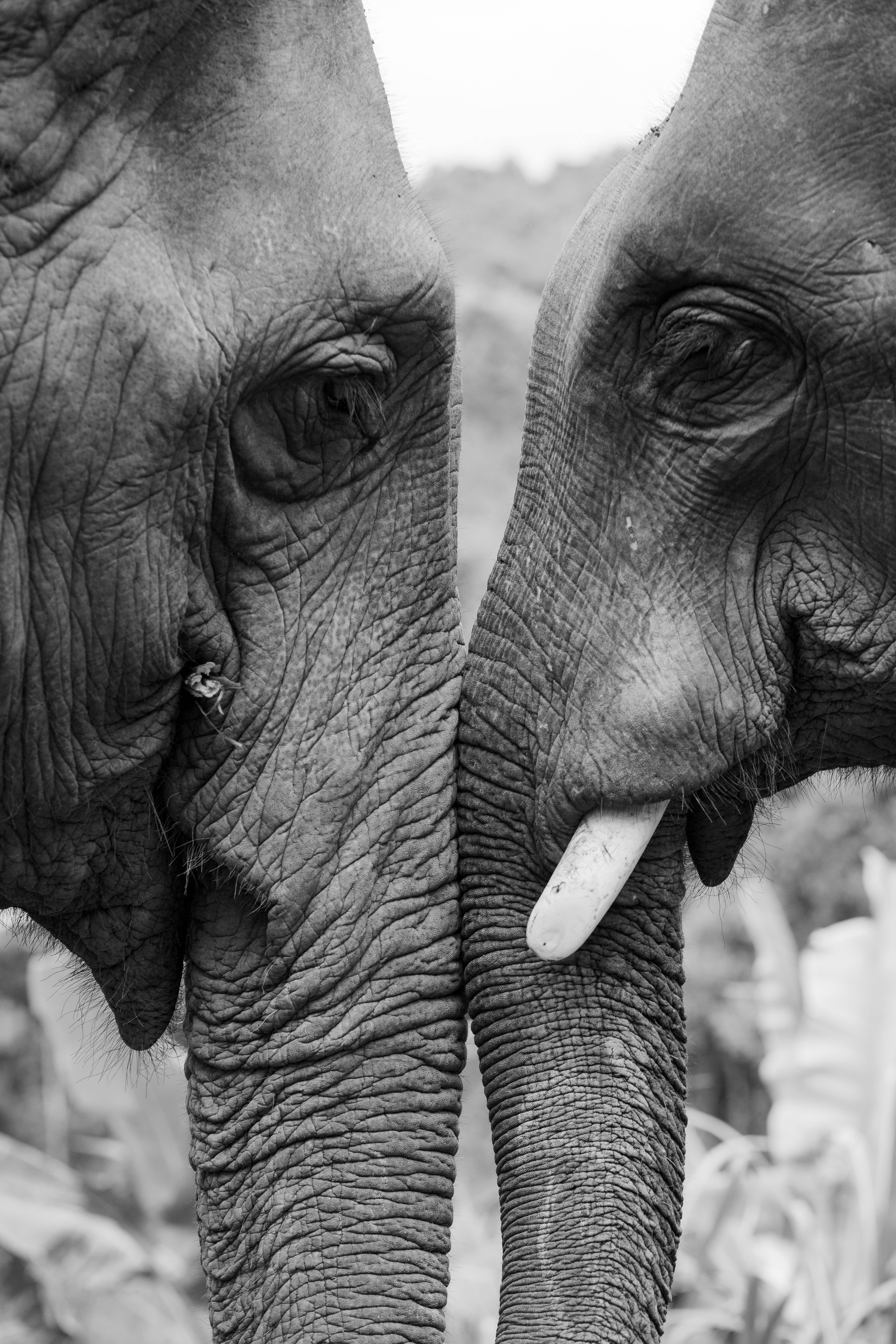 elephant, trunks, black and white, 5K Phone Wallpaper