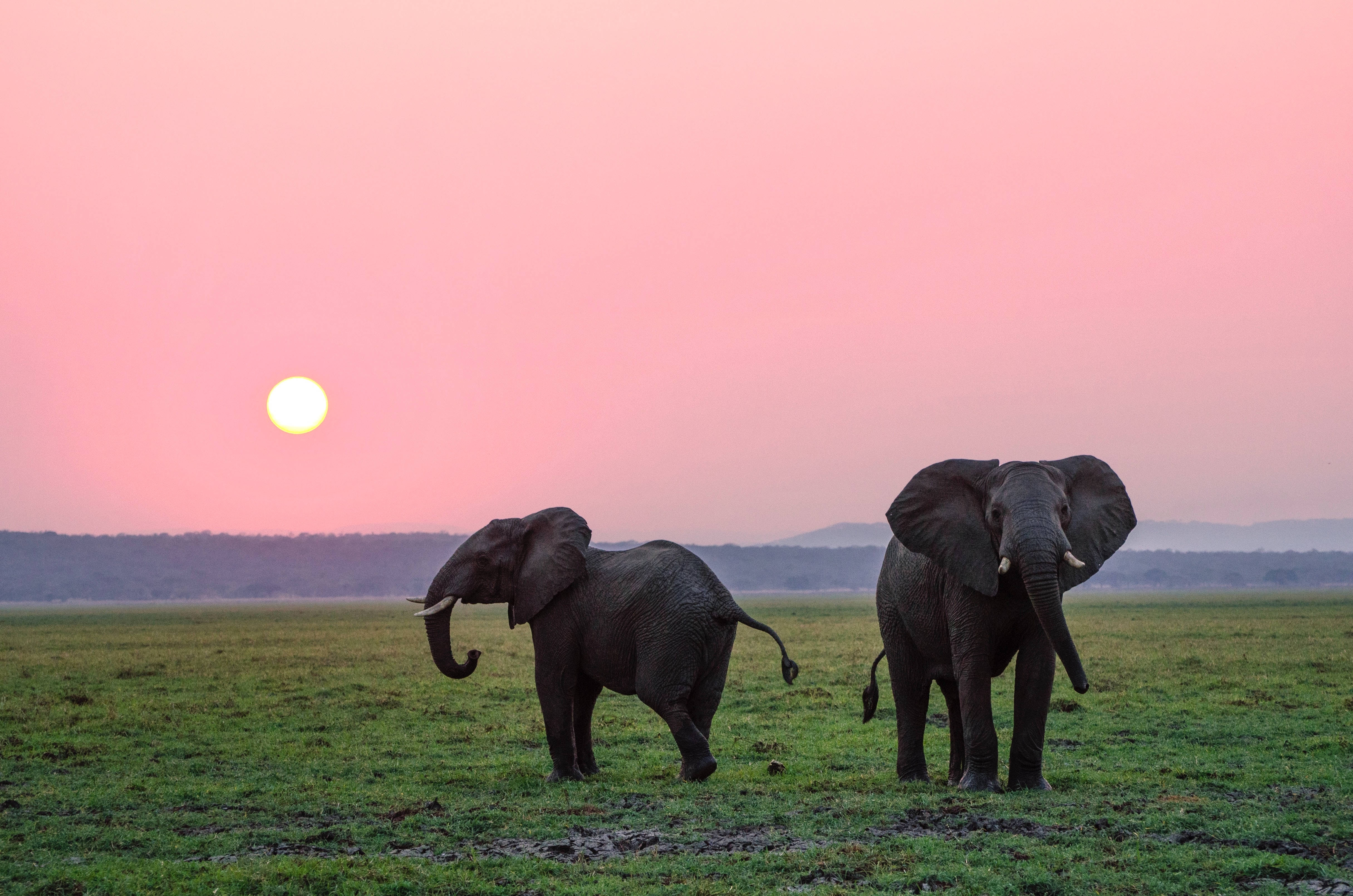 Full 4K Desktop Elephants, elephants, grassy plain, 4K Desktop Wallpaper