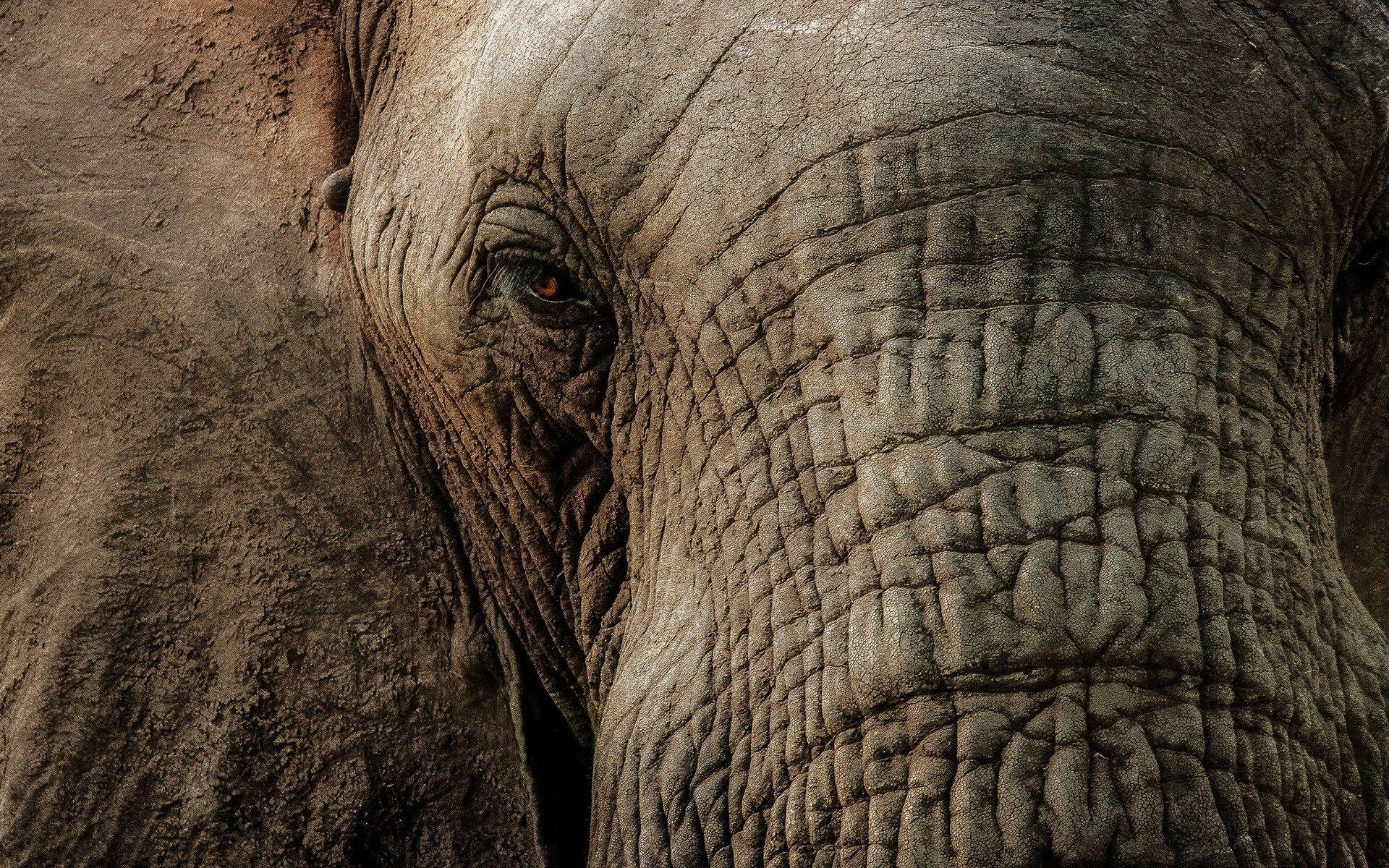 elephant, wrinkled gray face, deep brown eye, Full HD Desktop Wallpaper