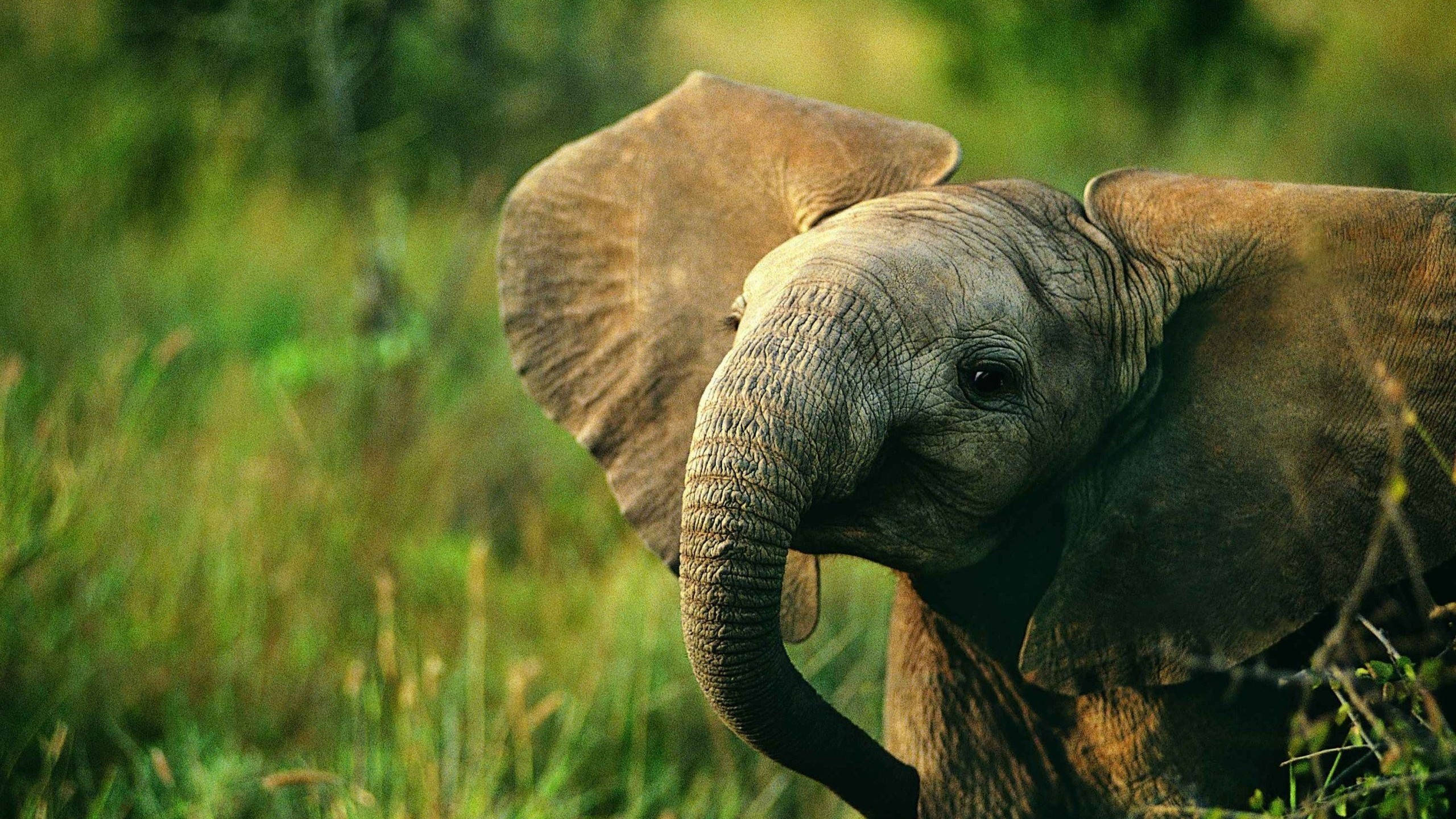baby elephant, large ears, wrinkled skin, 2K Desktop Wallpaper