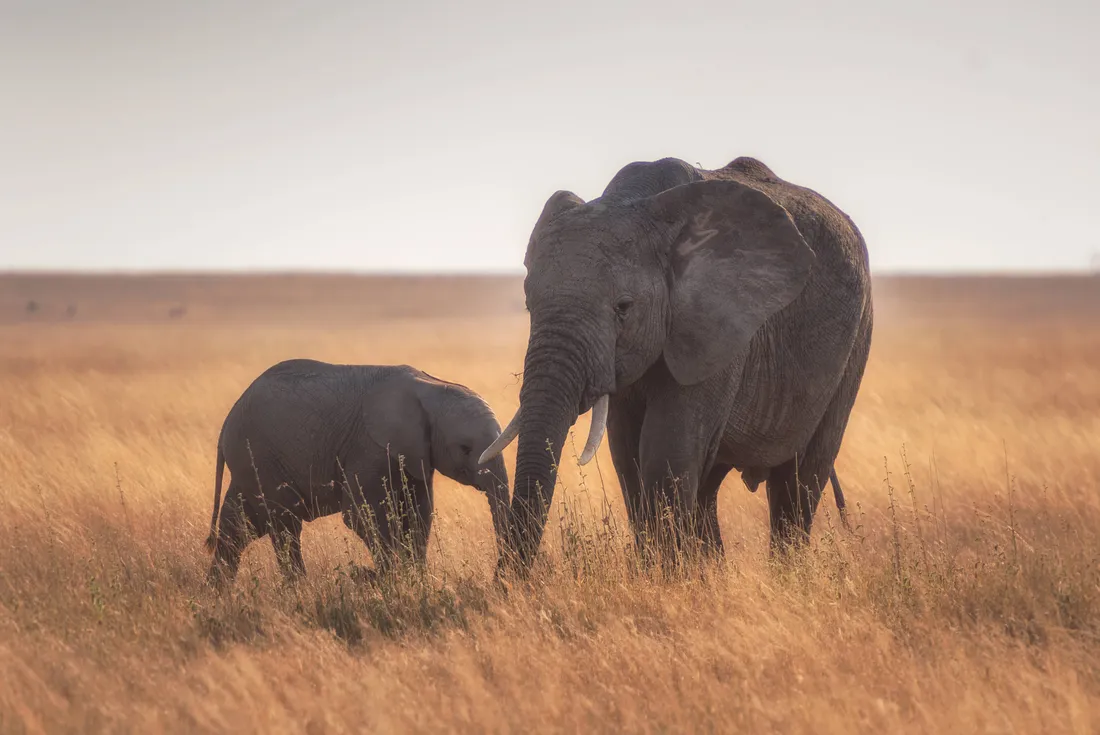 Elephant iPhone
