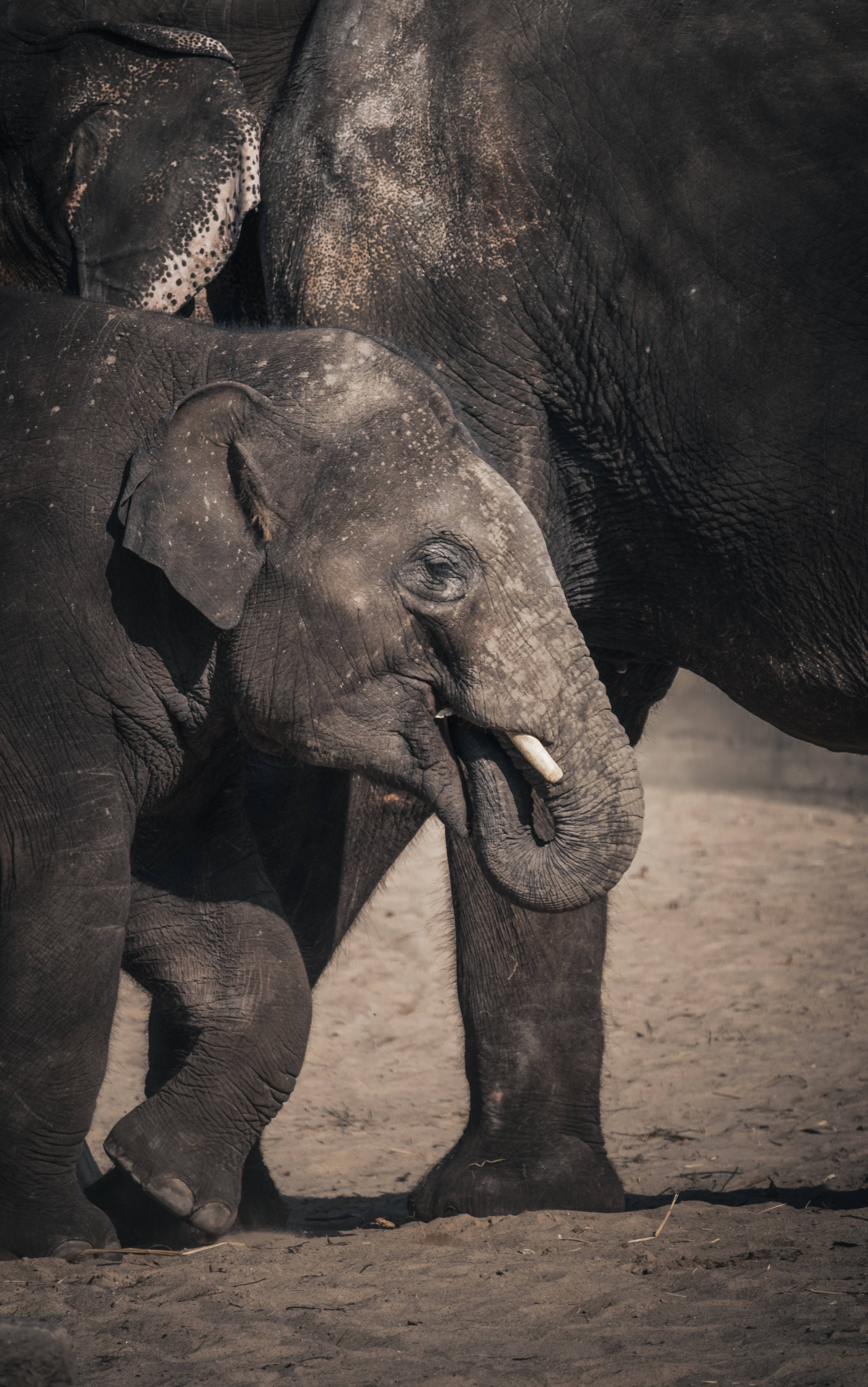 young elephant, adult elephant, dust-speckled skin, 4K Phone Wallpaper