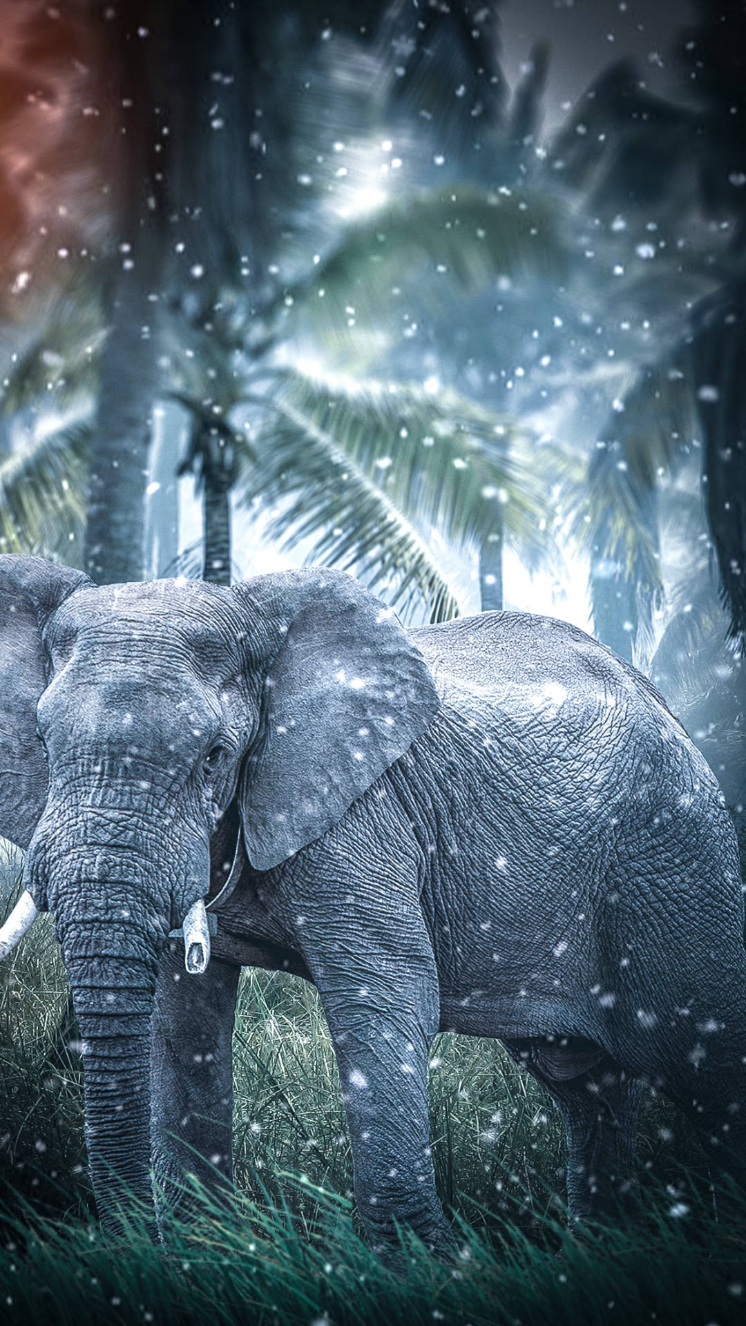 Elephant, Jungle, Snowy jungle, Full HD Phone Wallpaper
