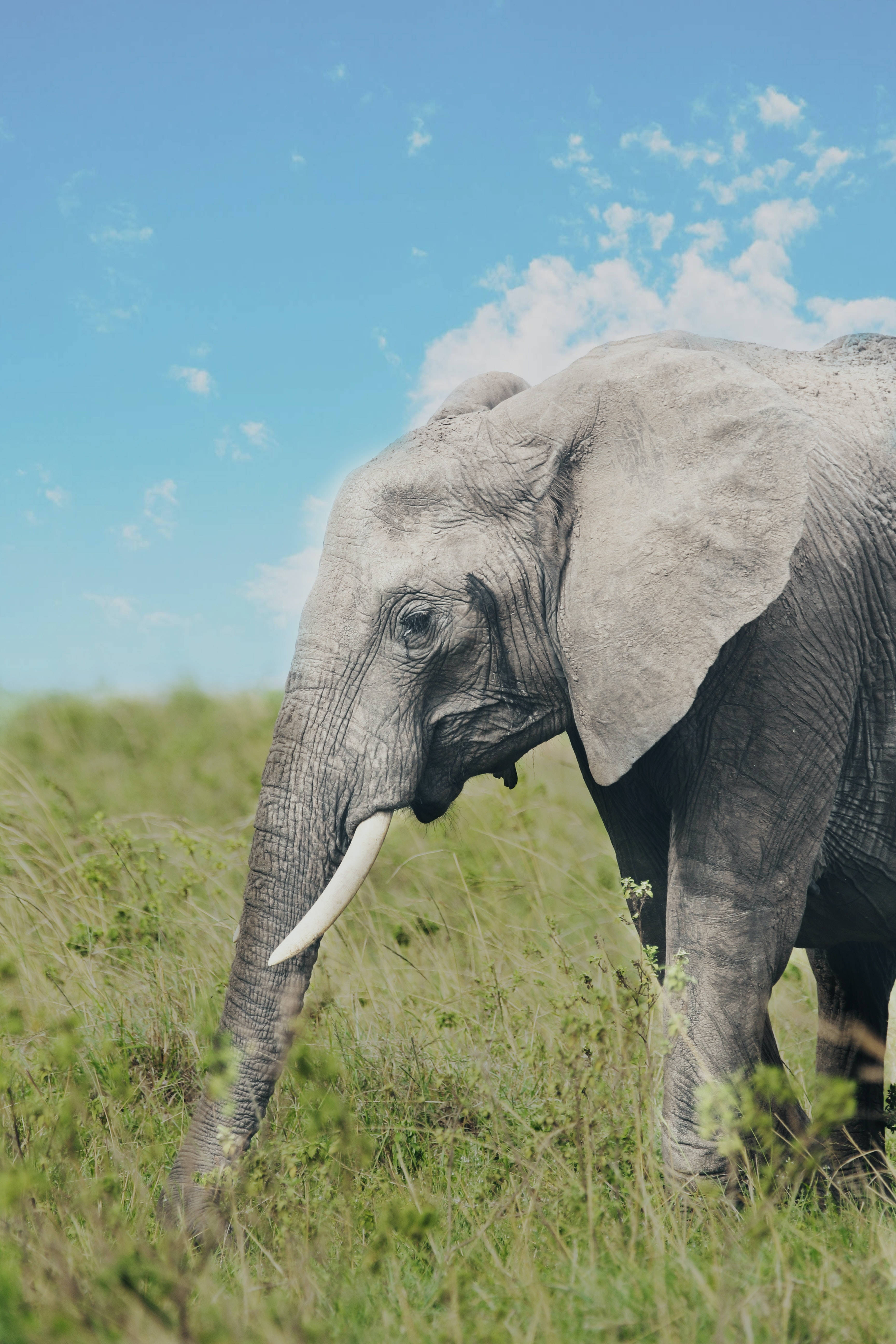 Elephant, grass, bright blue sky, 5K Phone Wallpaper