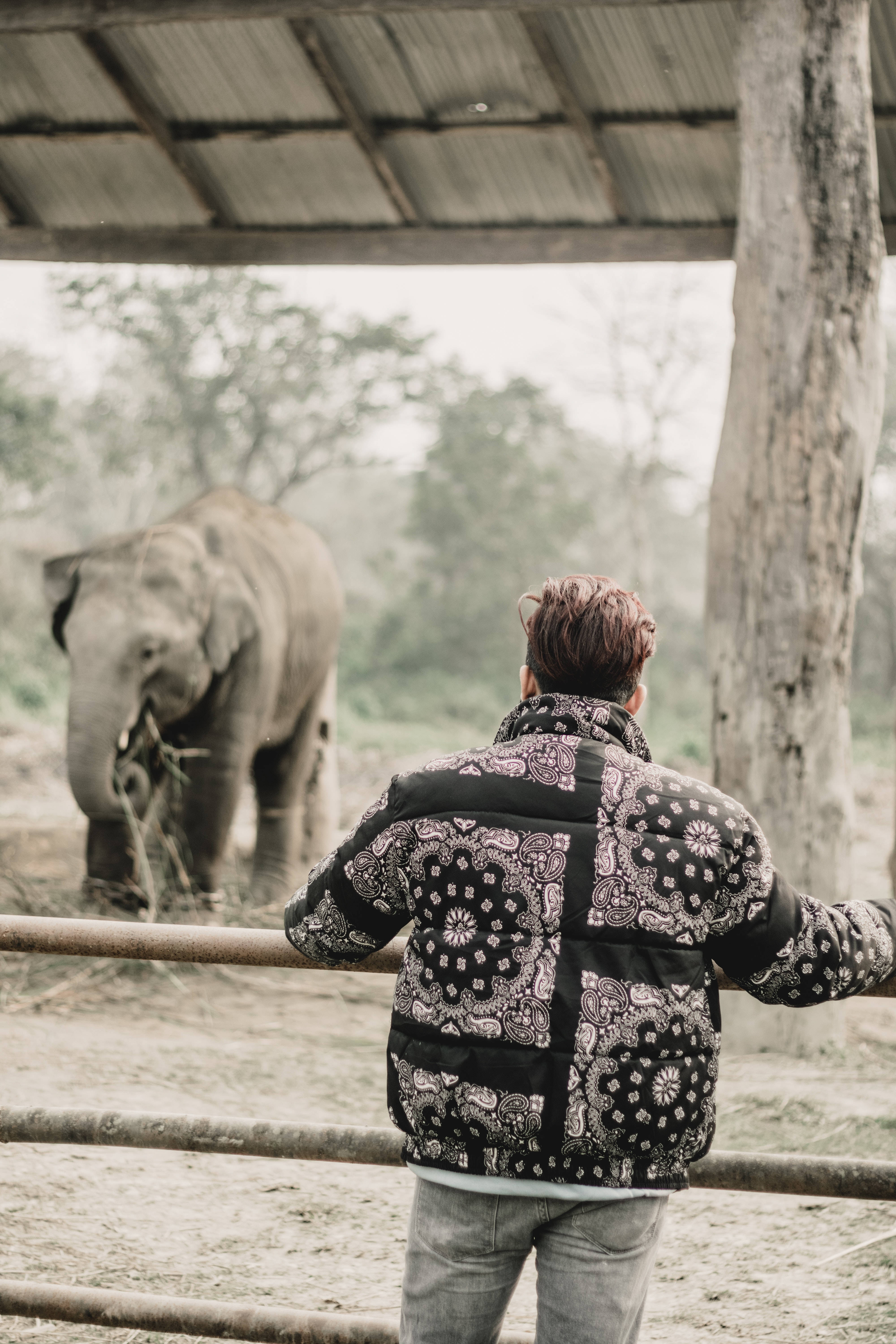 Elephant iPhone, patterned jacket, fence, 5K Phone Wallpaper