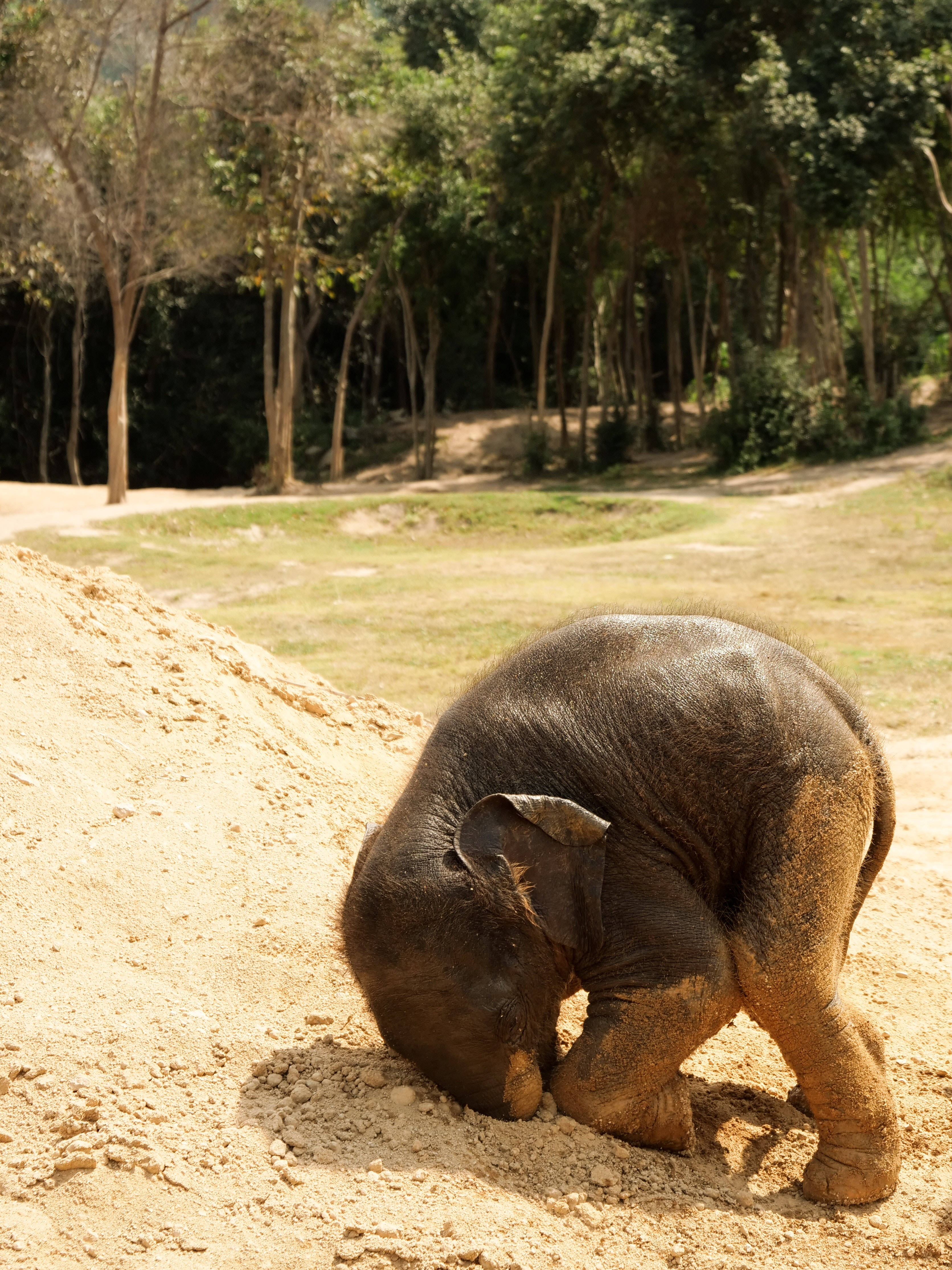 Elephant, sand, sunlit, 4K Phone Wallpaper