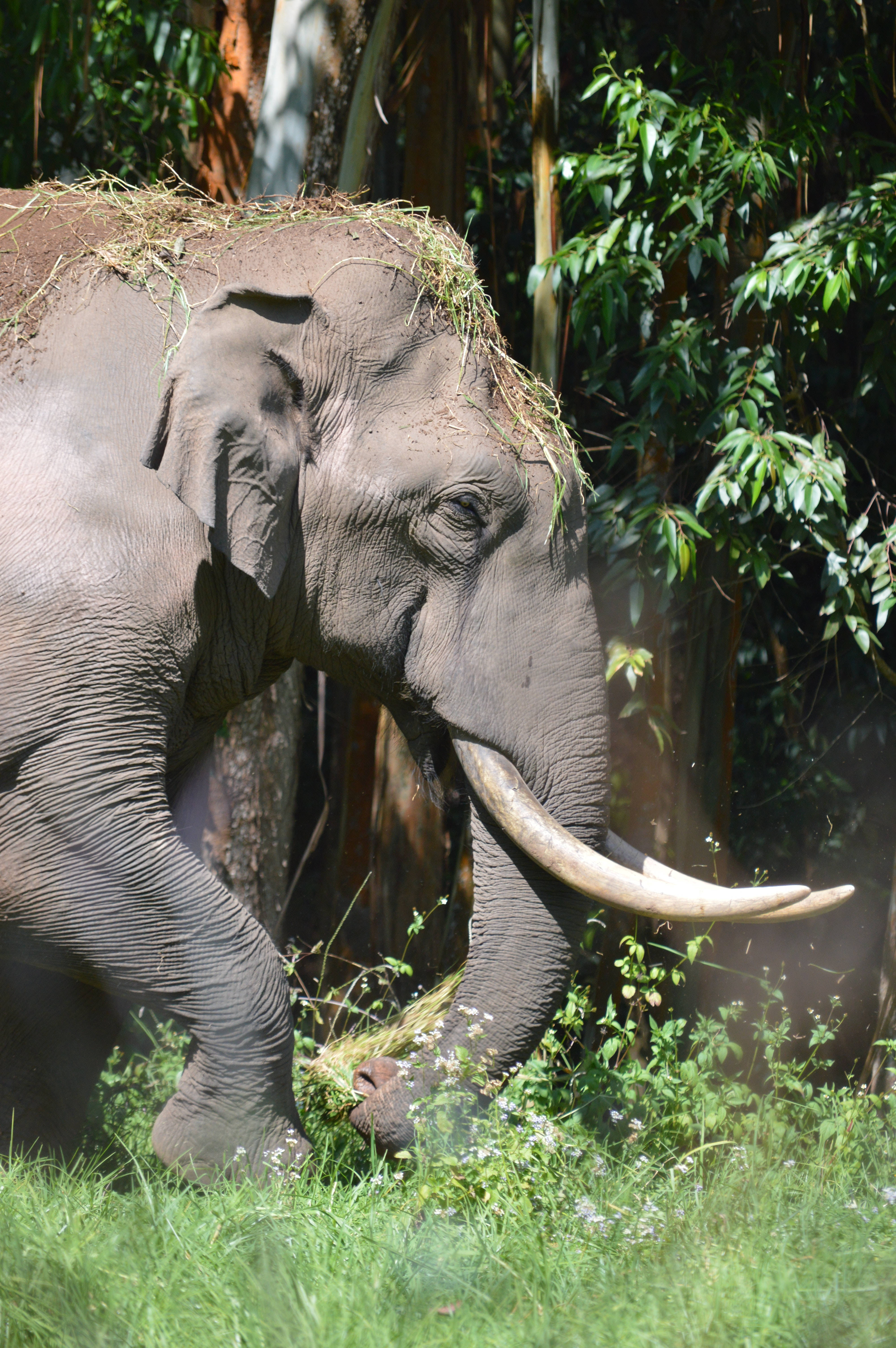 elephant, grass on head, lush green foliage, 5K Phone Wallpaper