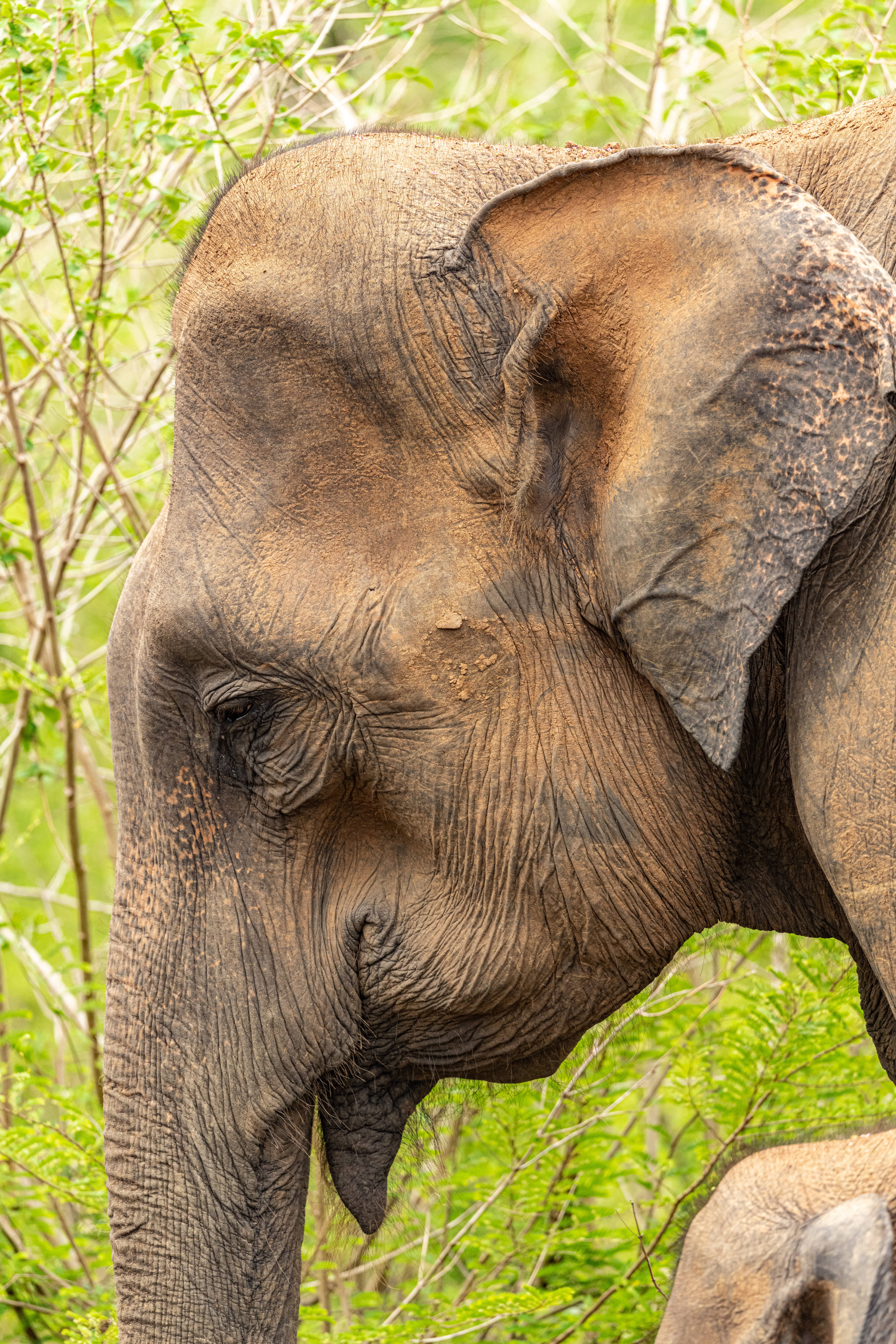 elephant, iPhone, wrinkled face, 8K Phone Wallpaper