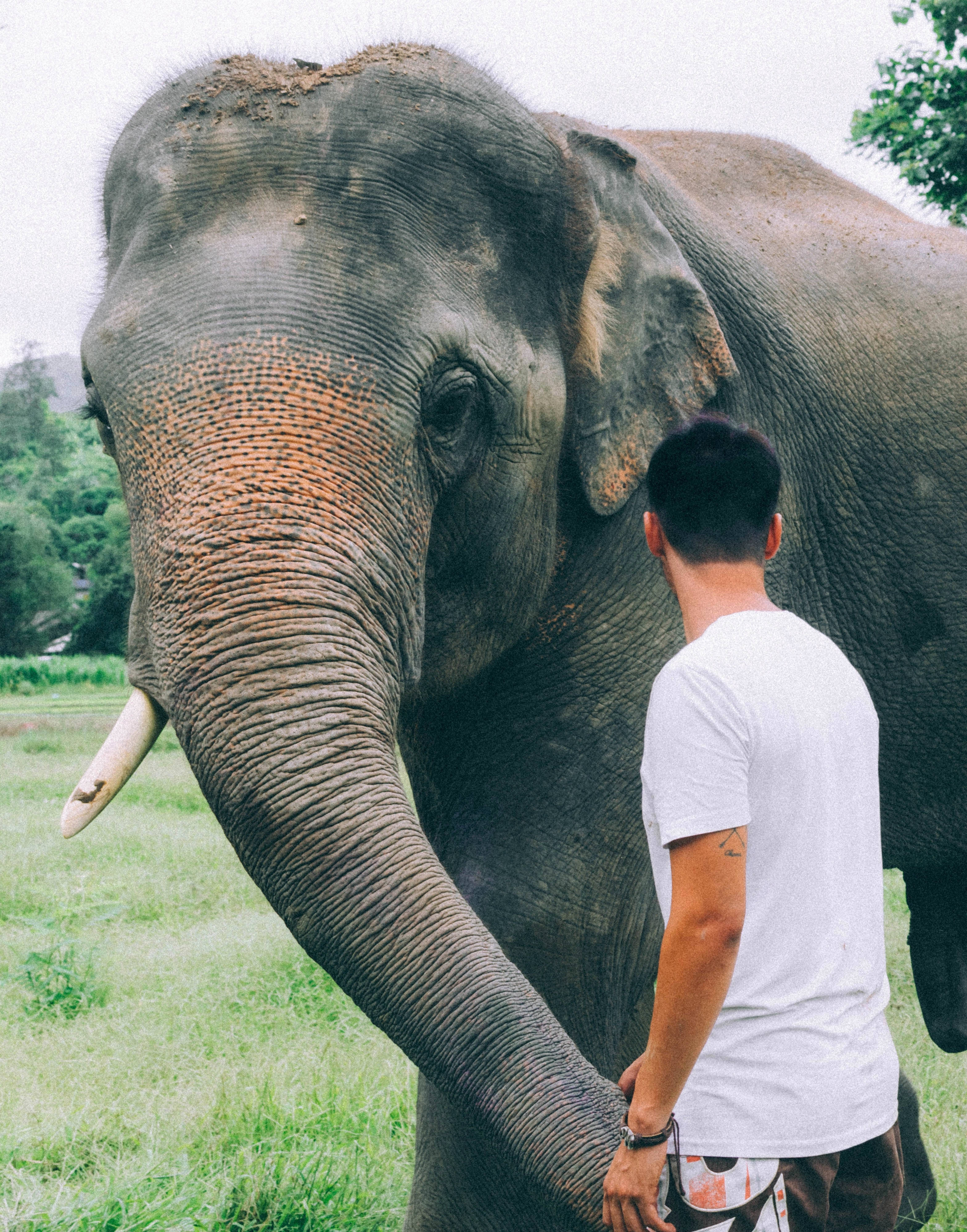 man, elephant, white shirt, 4K Phone Wallpaper
