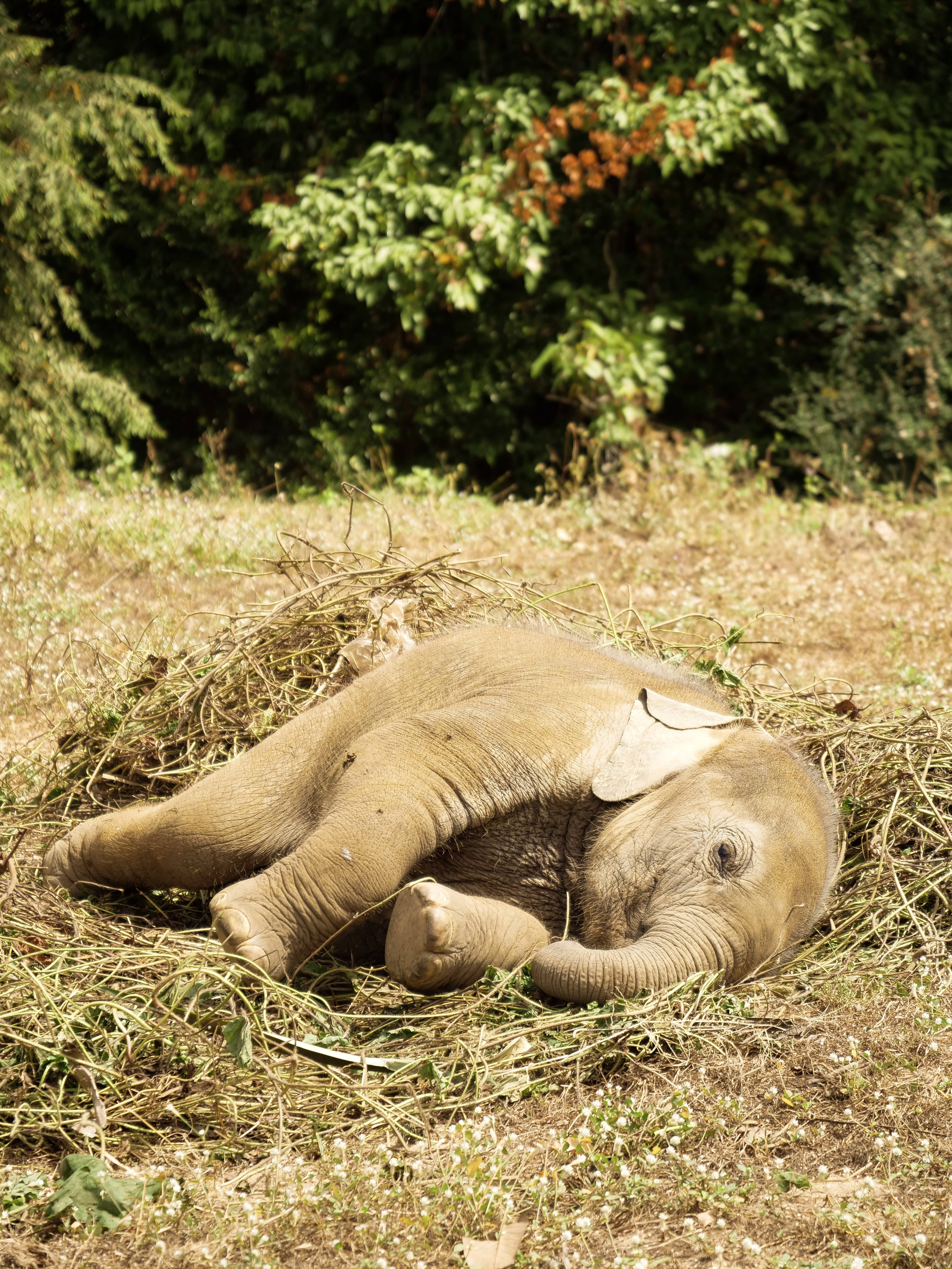 laying baby elephant, bed of dry grass, dappled sunlight, 5K Phone Wallpaper