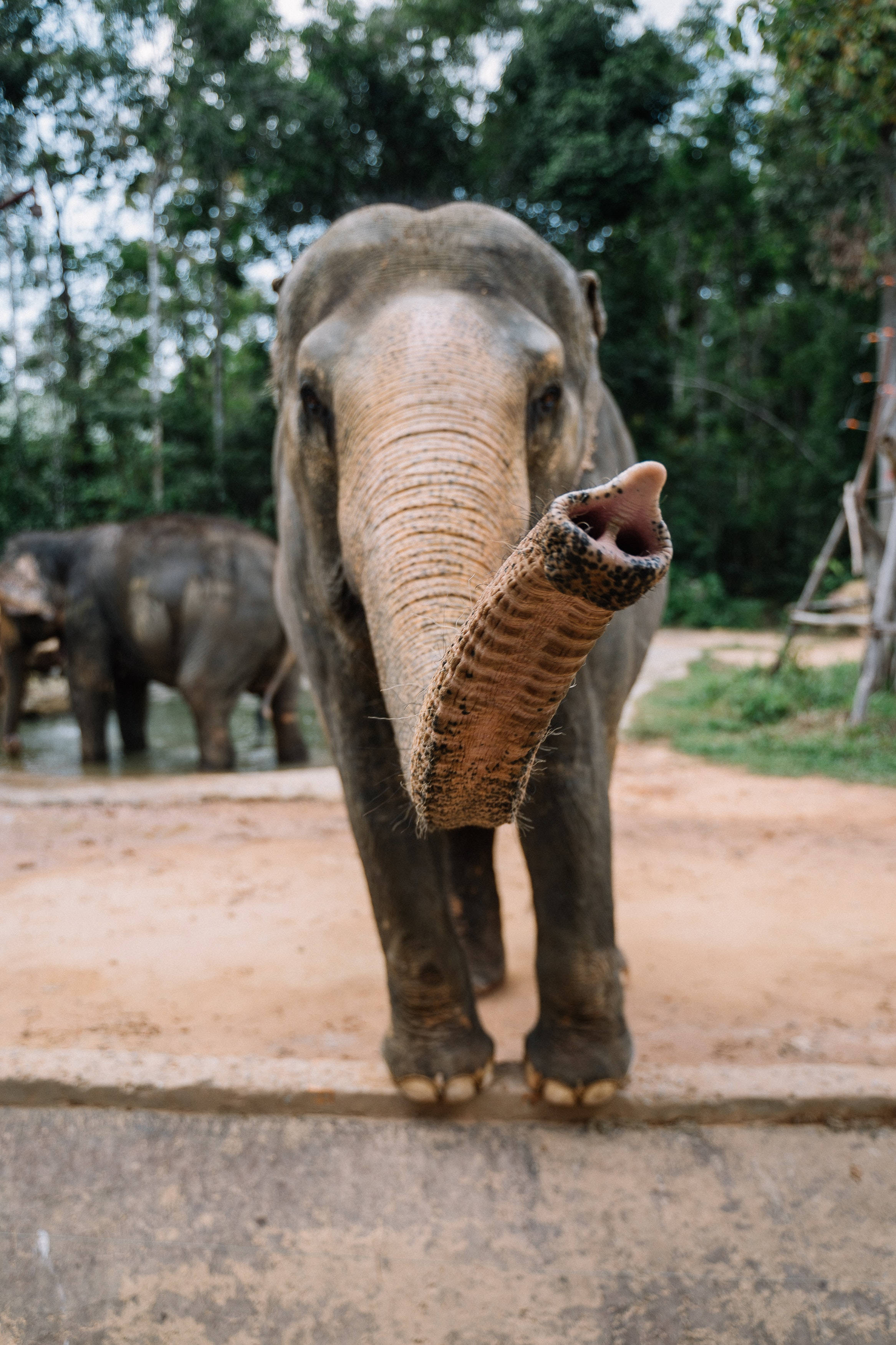 Elephant, trunk, iPhone, 2K Phone Wallpaper