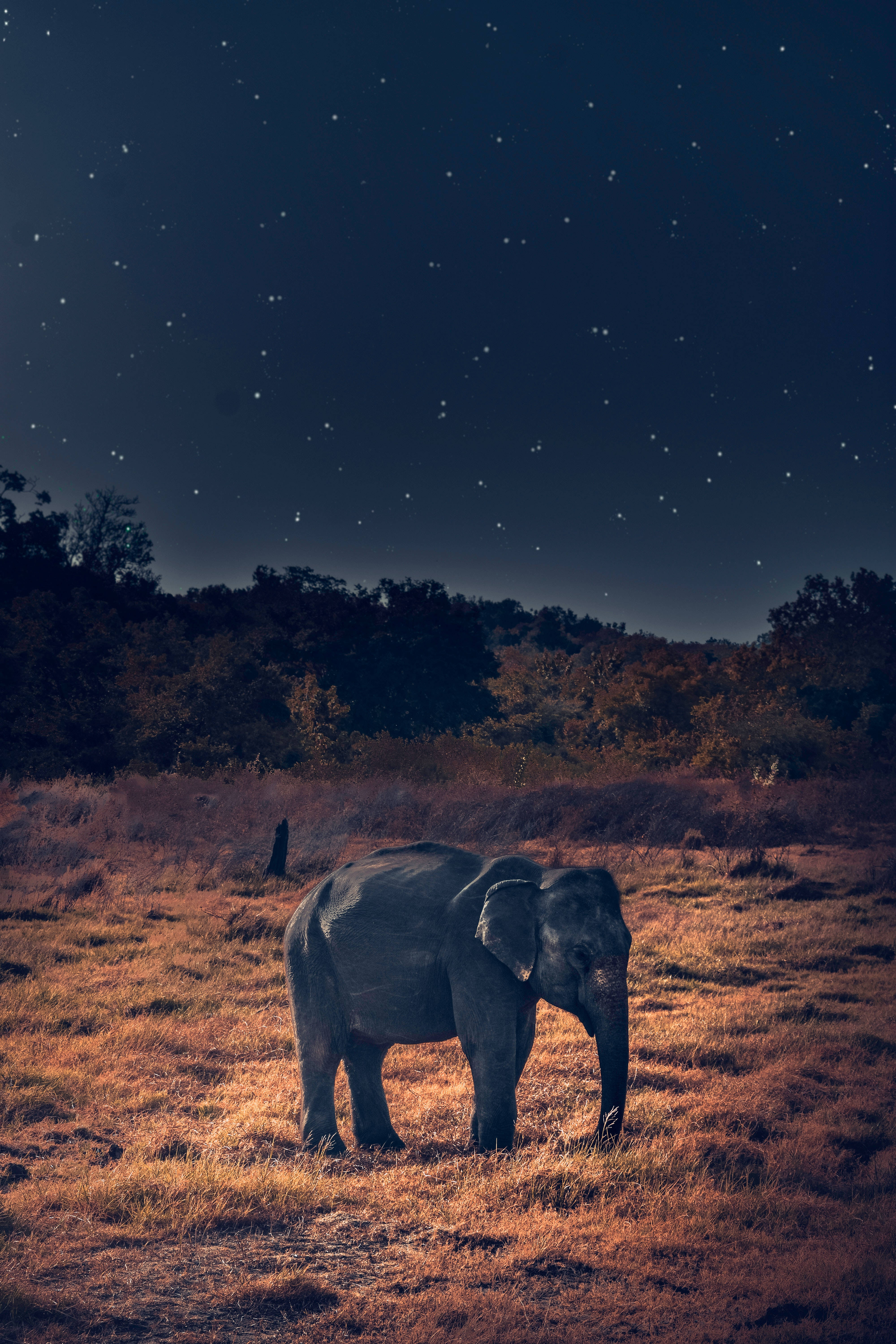 Elephant, starry night, golden grass, 5K Phone Wallpaper