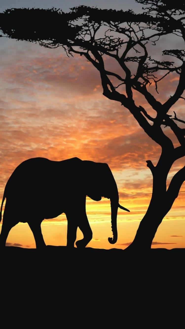 African Scenery, elephant, acacia tree, HD Phone Wallpaper