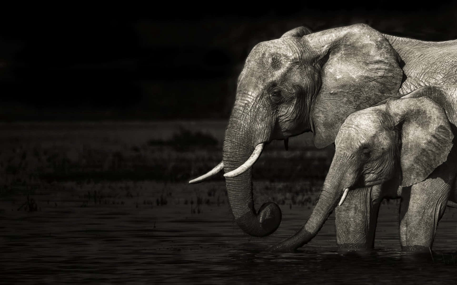 elephant laptop, mother and calf elephant, shallow water, Full HD Desktop Wallpaper