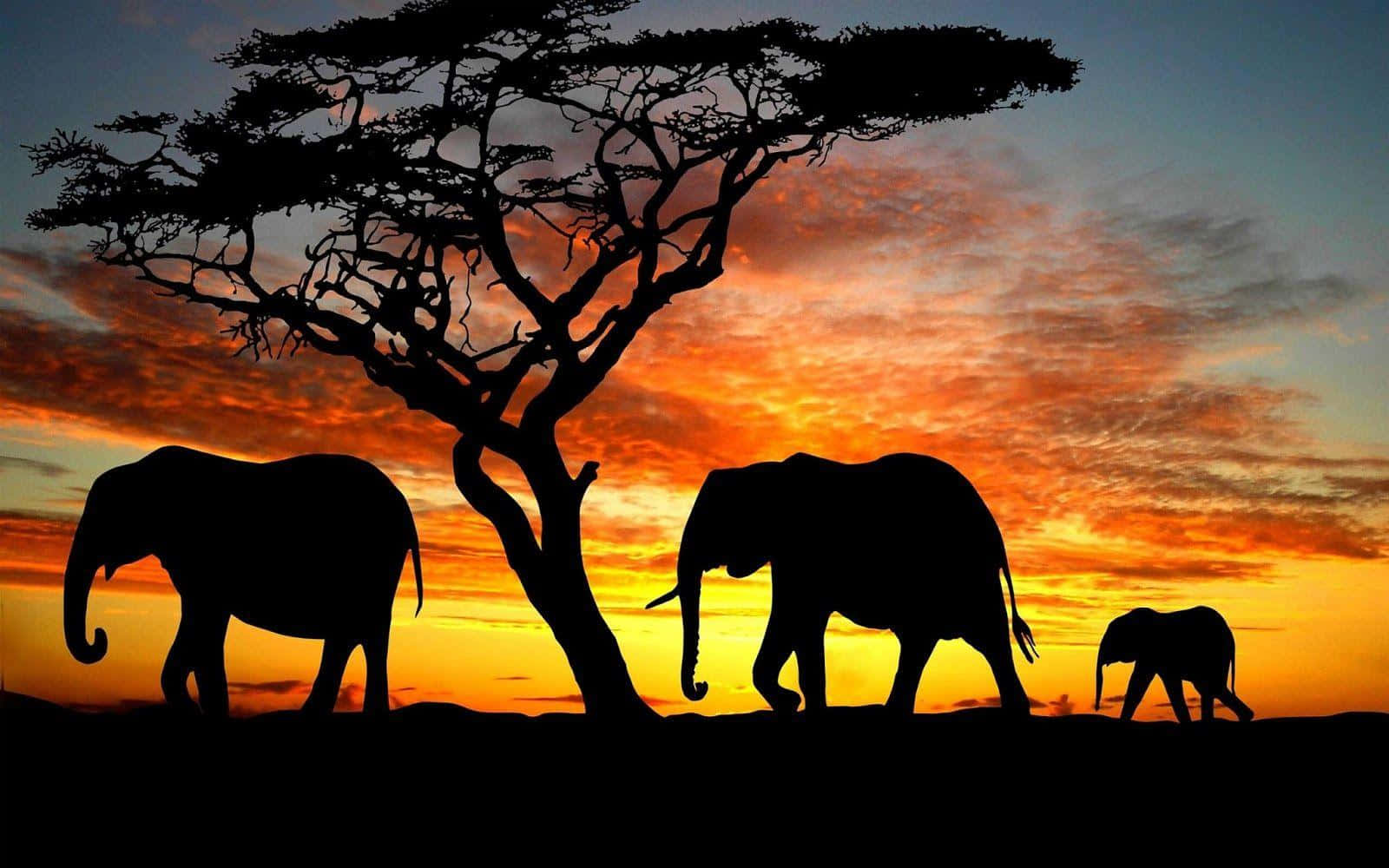 elephant laptop, acacia tree, fiery sunset sky, HD Desktop Wallpaper