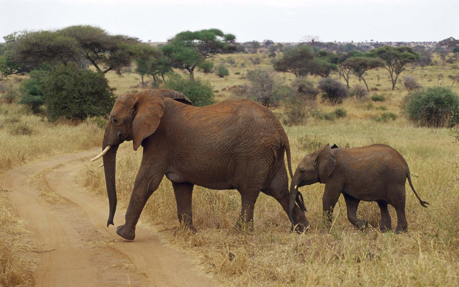 elephant laptop, dusty path, dry savanna grasslands, Full HD Desktop Wallpaper