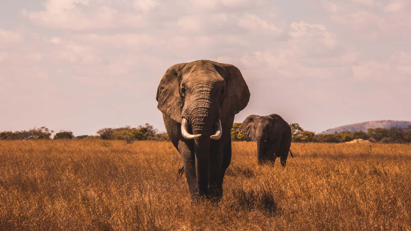 elephant laptop, two elephants, brown grass, HD Desktop Wallpaper