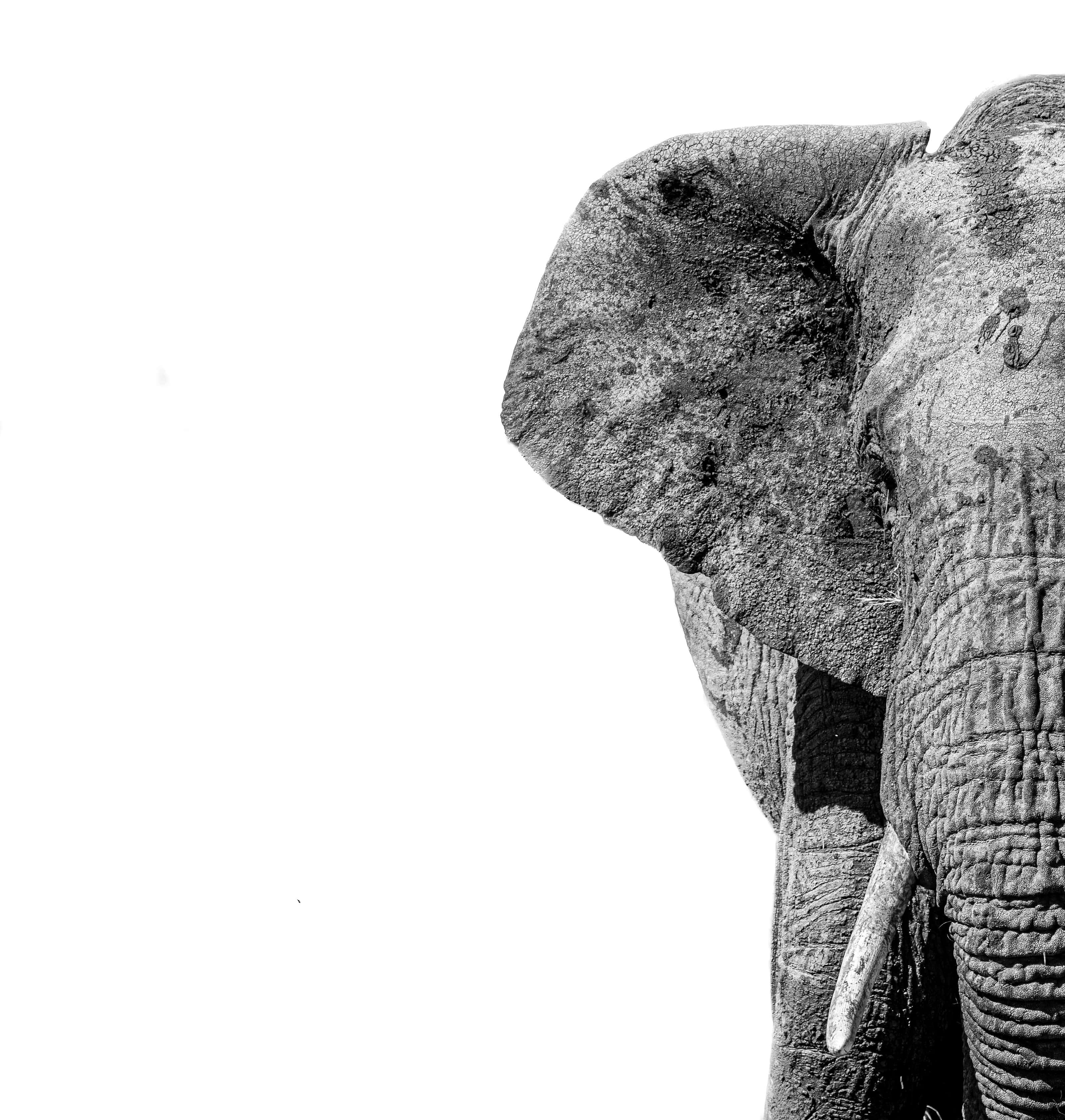 Elephant Laptop, black and white, elephant's textured head, 2K Phone Wallpaper