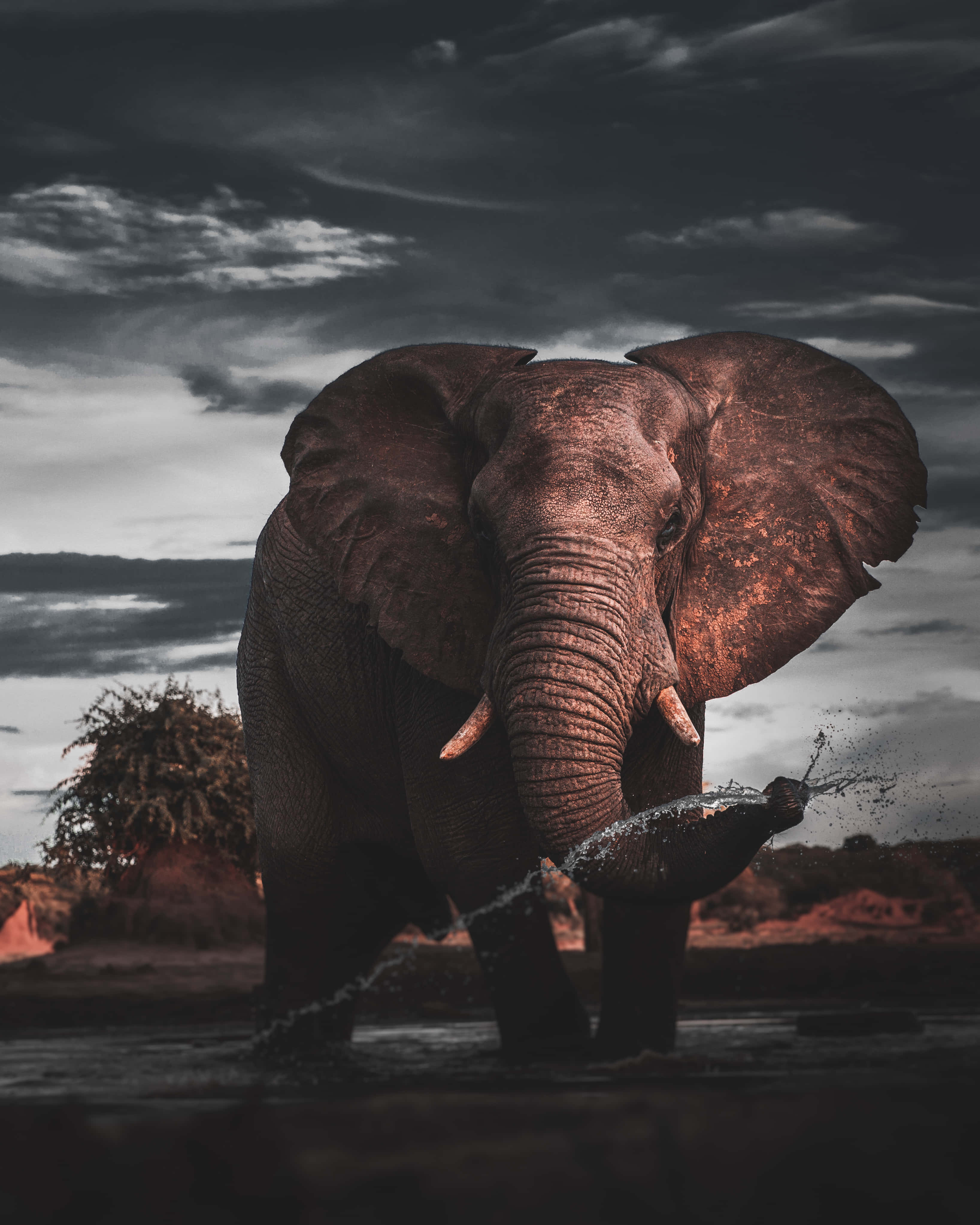 elephant, savanna, cloudy sky, 4K Phone Wallpaper