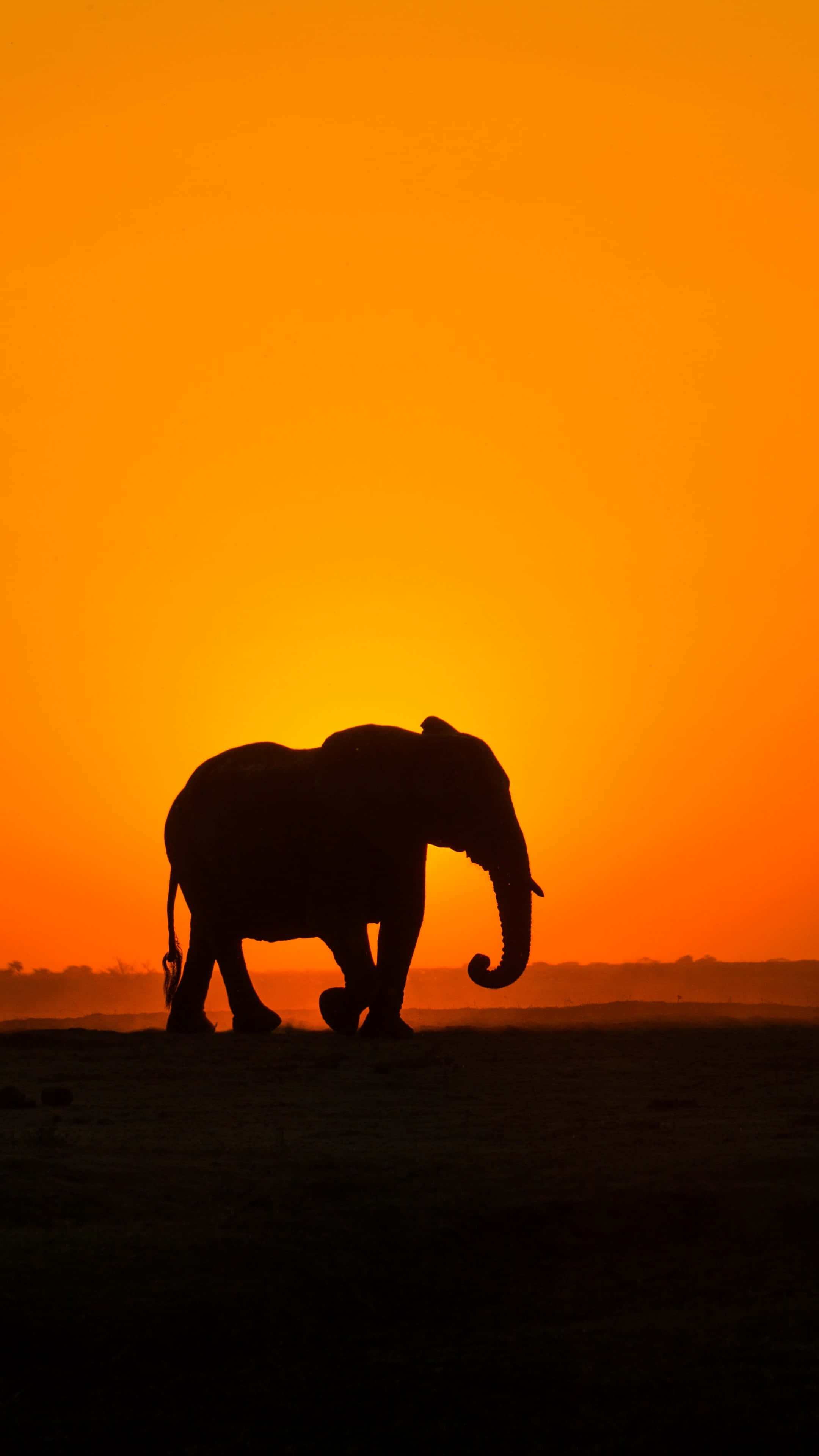 elephant laptop, 2160 x 3840, savanna, 4K Phone Wallpaper