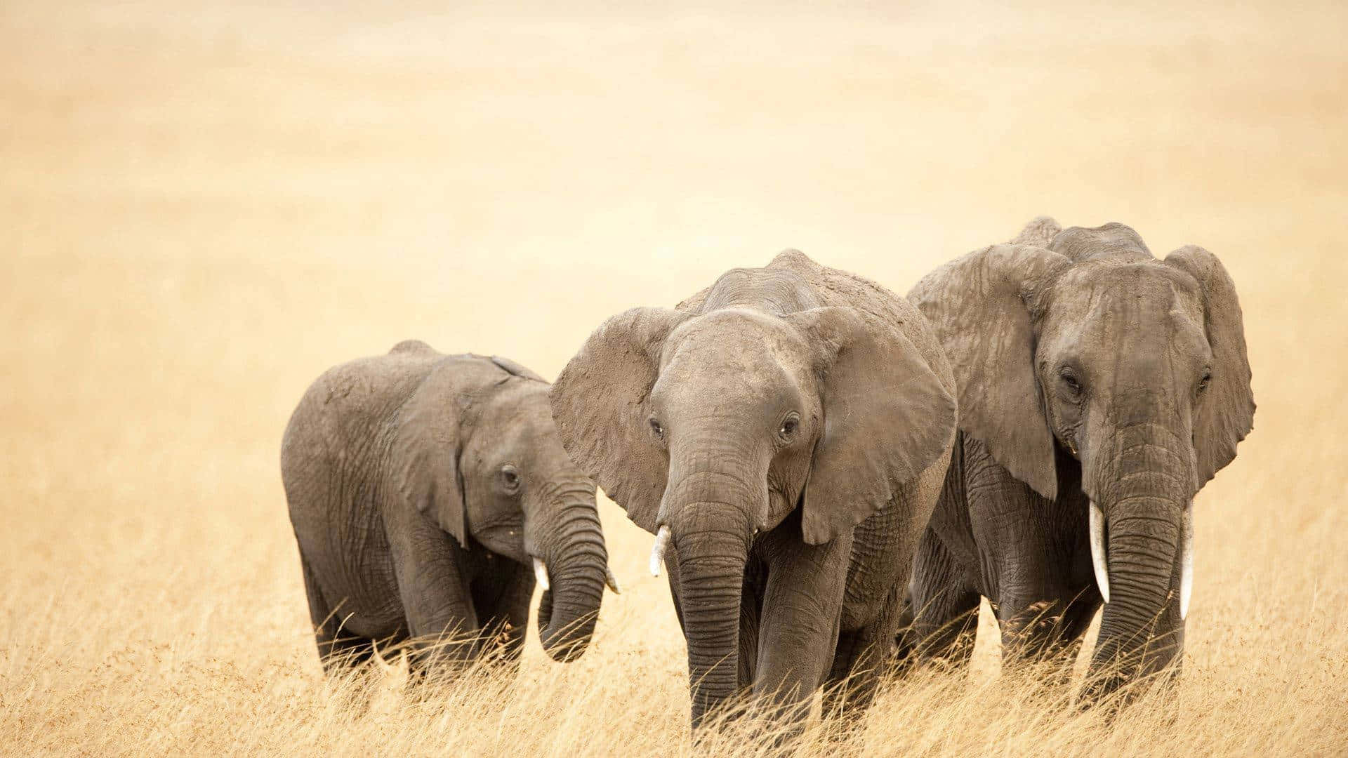 elephant laptop, three elephants, golden grass, Full HD Desktop Wallpaper