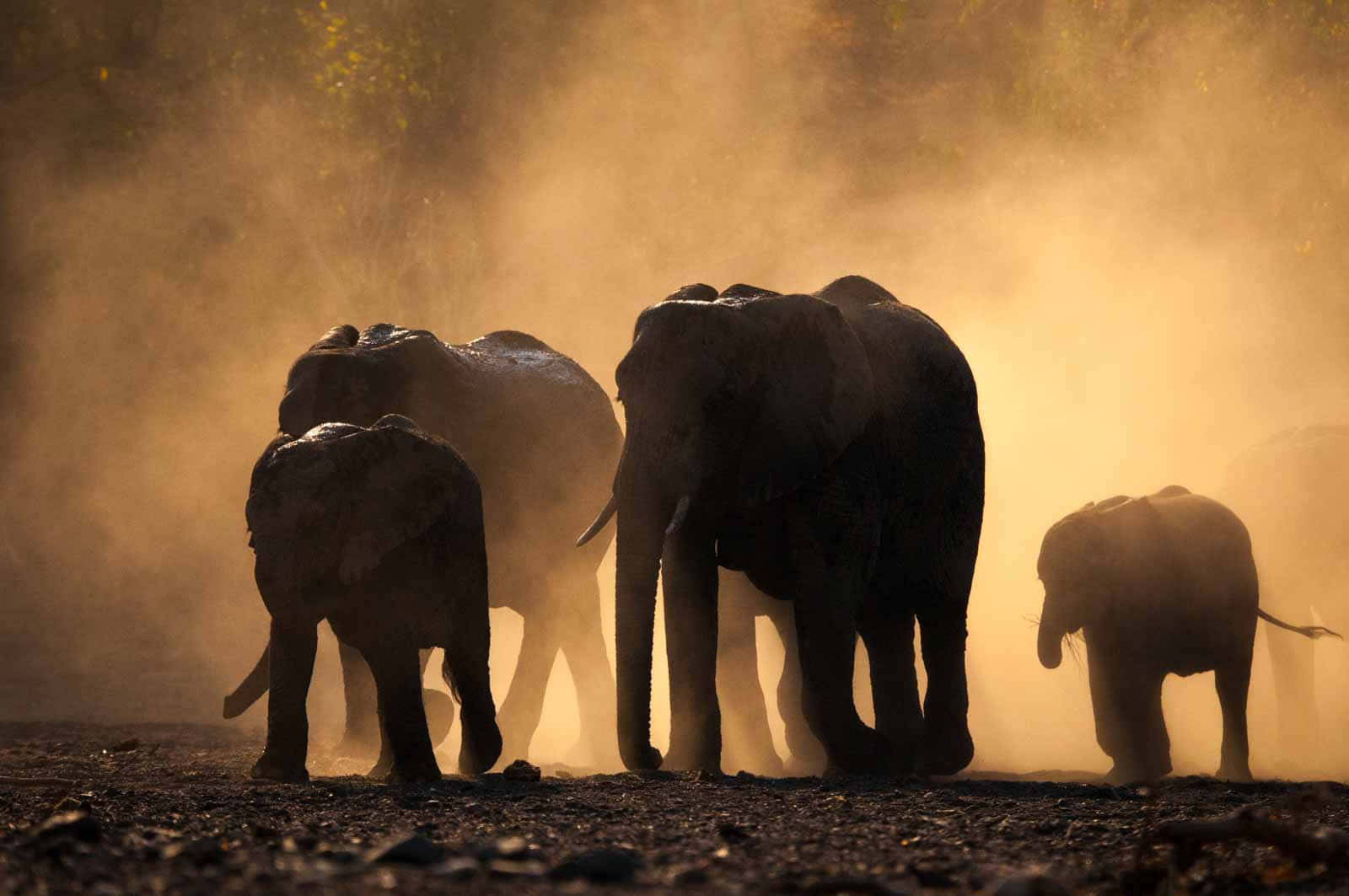 Elephant Laptop, golden dust cloud, sunset, HD Desktop Wallpaper