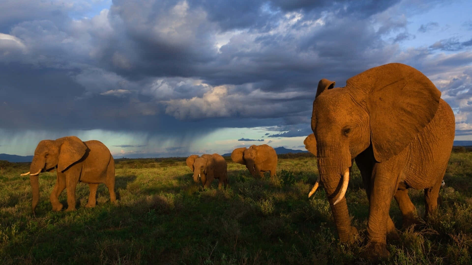 Elephant Laptop, herd of elephants, grassy savanna, Full HD Desktop Wallpaper