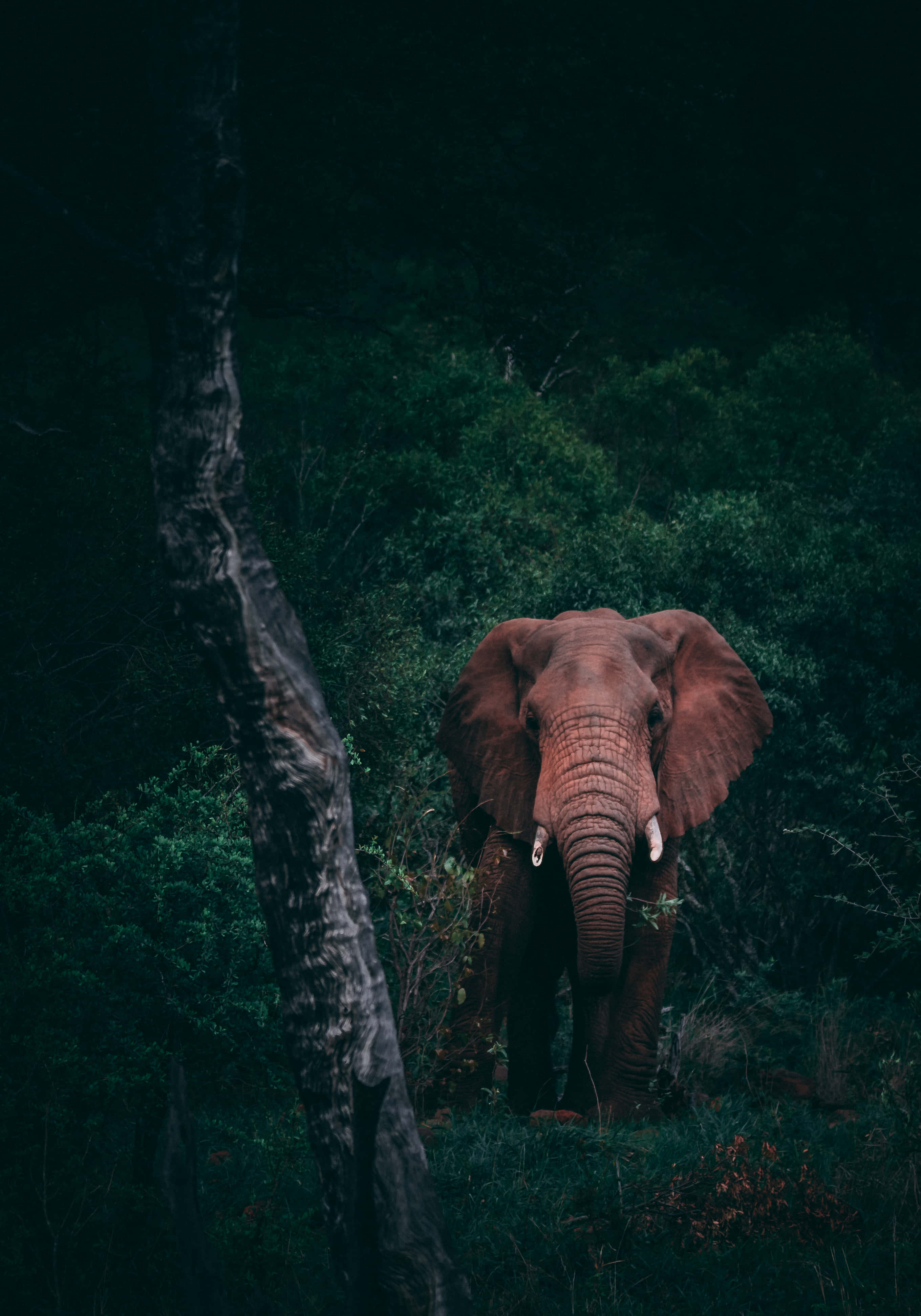 Elephant Laptop, 2720 x 3886, dense dark green foliage, 4K Phone Wallpaper